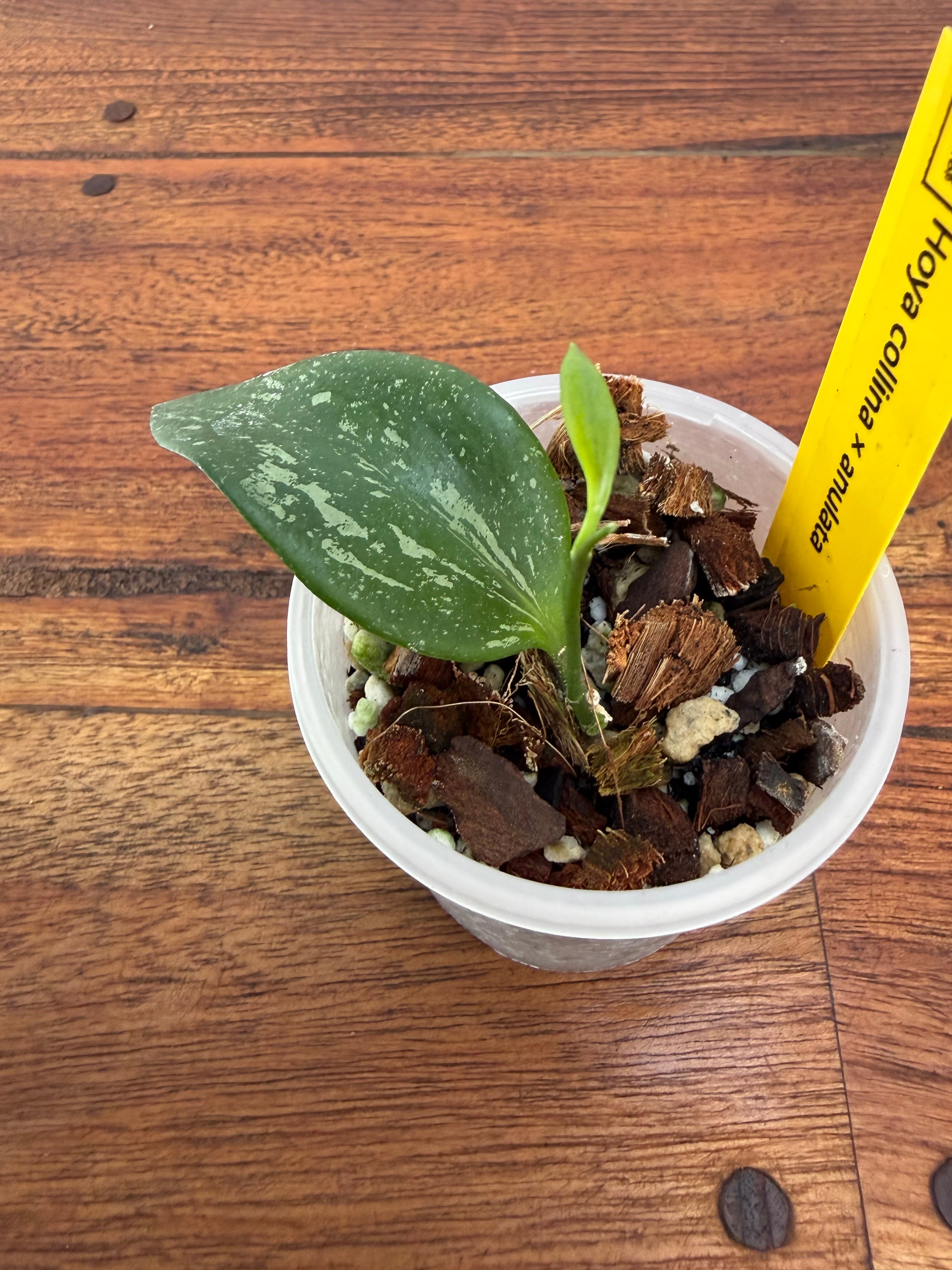 Hoya | BALI-AN 園芸