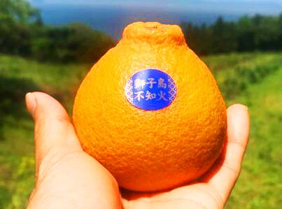 期間数量限定】池元農園 獅子島不知火 4玉 約1kg／鹿児島県産 | 八百繋