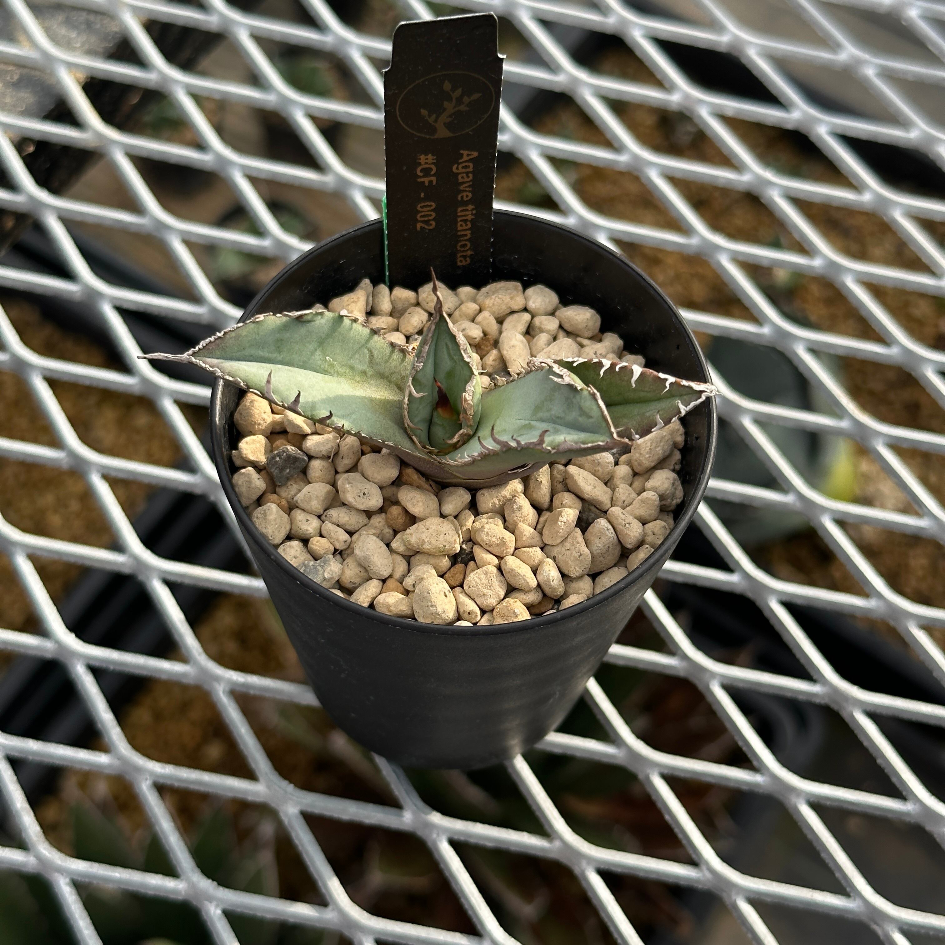 Agave titanota(アガベ チタノタ )＃CF-002 子株　良型　発根済