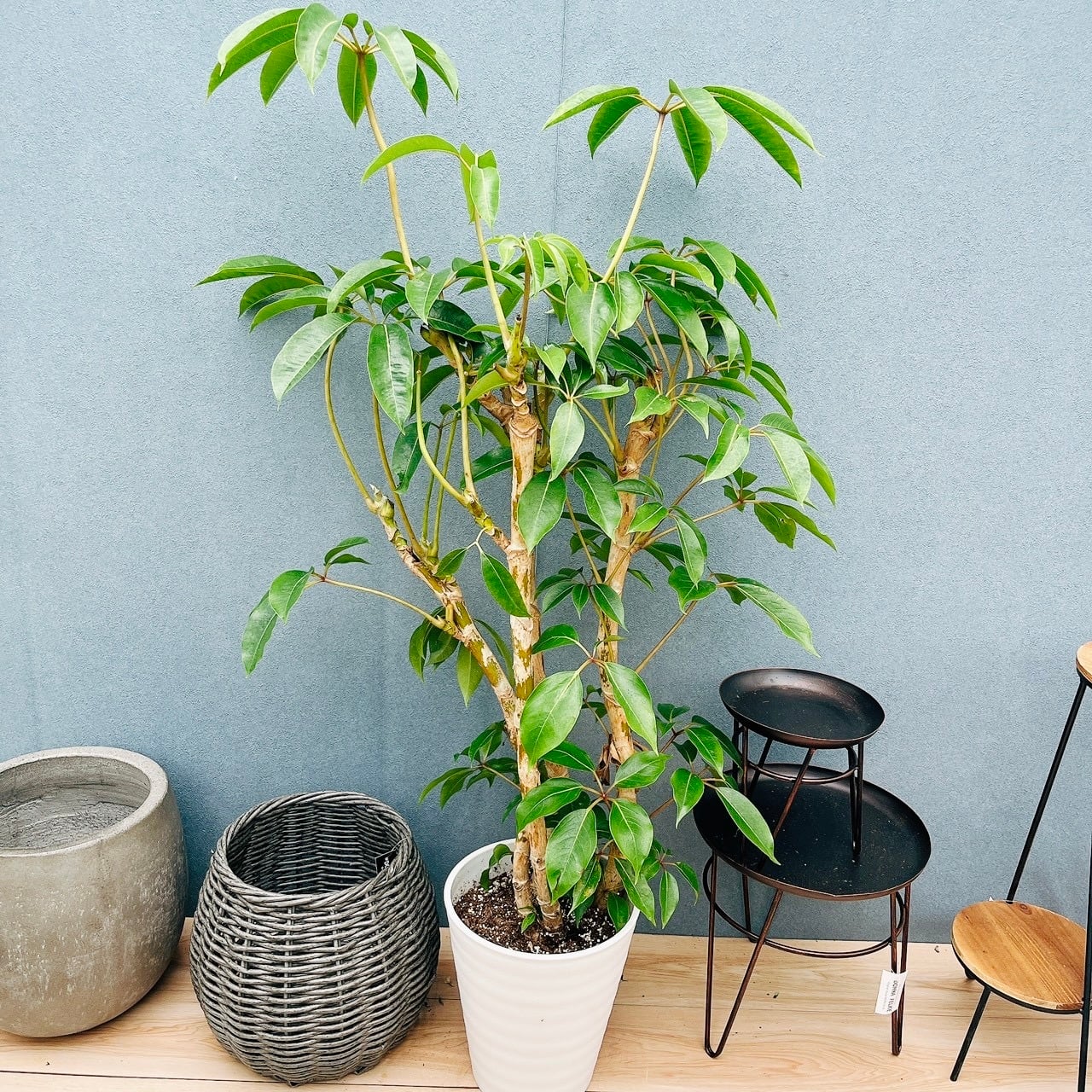 現品］【希少】20番 アンスリウム クイーンオブハート 4号 観葉植物