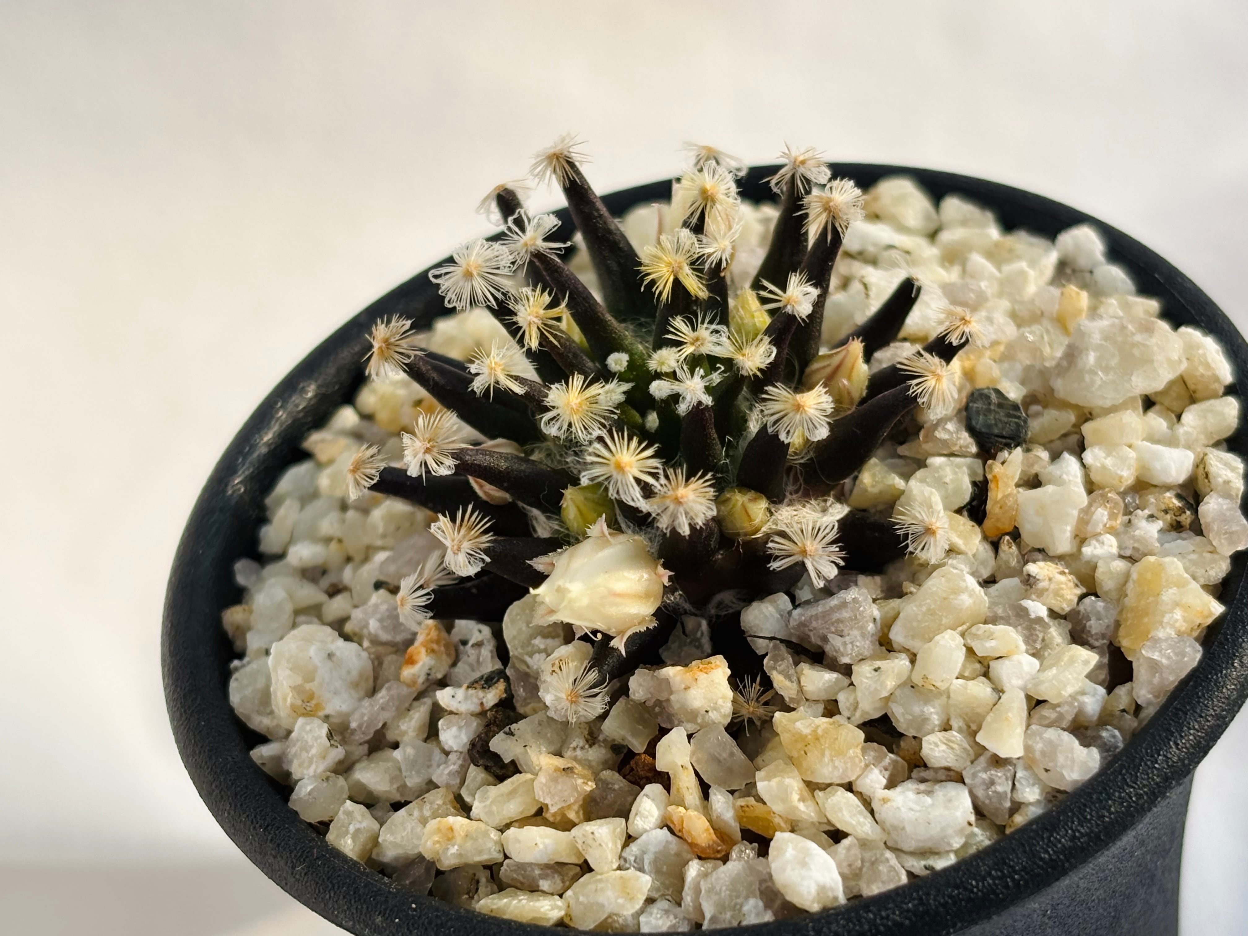 Mammillaria schiedeana マミラリア 黒肌明星 サボテン | plants MARU