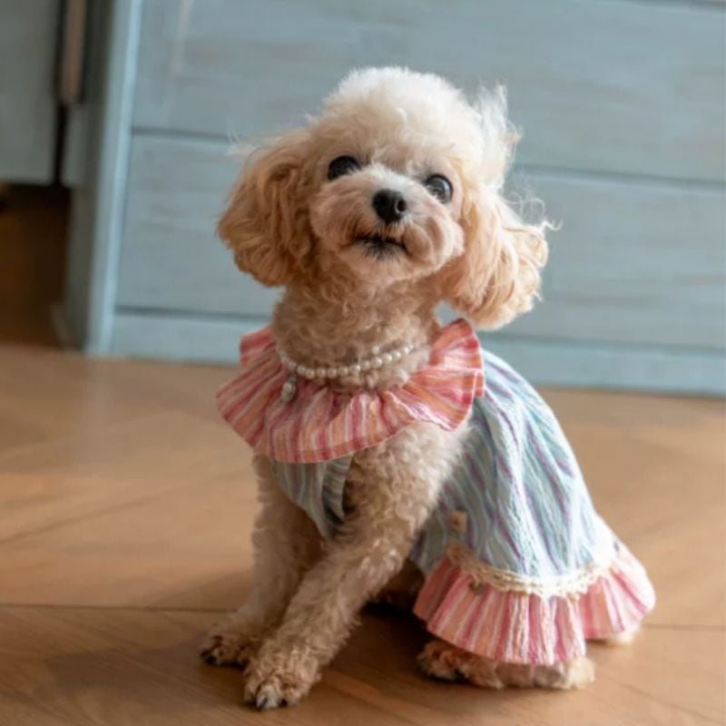 【予約】マルチストライプフリルワンピース 犬服 01317