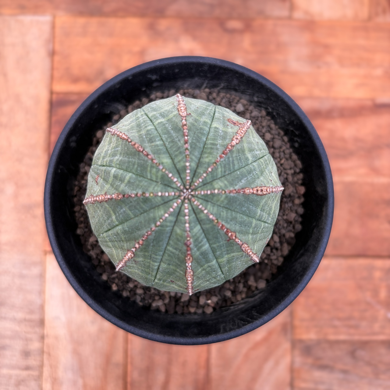 Euphorbia obesa【ユーフォルビア・オベサ・♀】