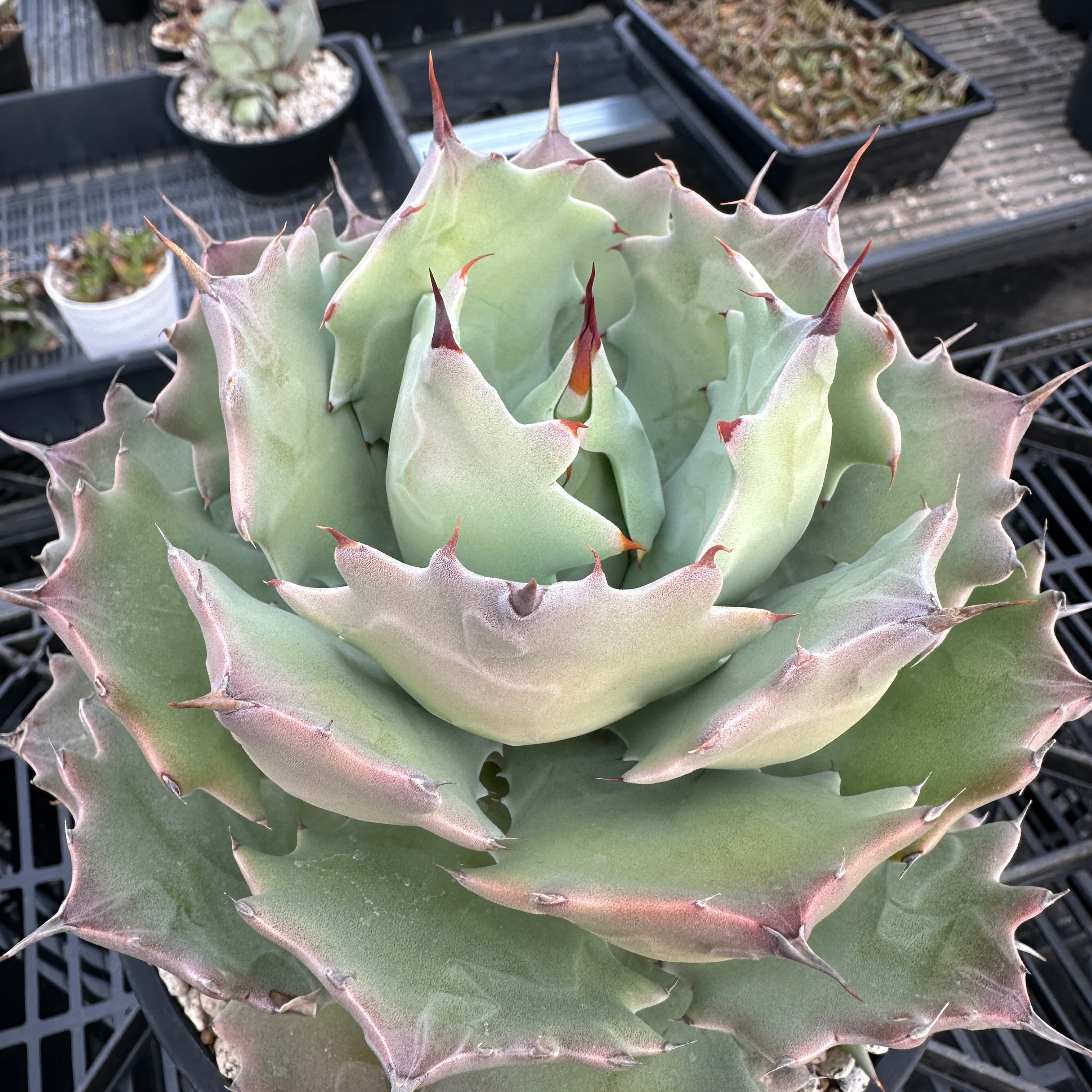 アガベ 【King kazz】 Caesar KingKazz