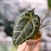 【正規】Anthurium 'Michelle' by DOC BLOCK⑨ / アンスリウム・ミシェル│観葉植物