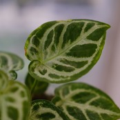 アンスリウム ドラヤキ × シルバーブラッシュ / Anthurium Dorayaki × Anthurium Silver brush⑧ / 観葉植物<育て方・花言葉>
