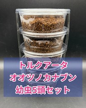 【WF3】《トルクアータオオツノカナブン 幼虫5頭セット》