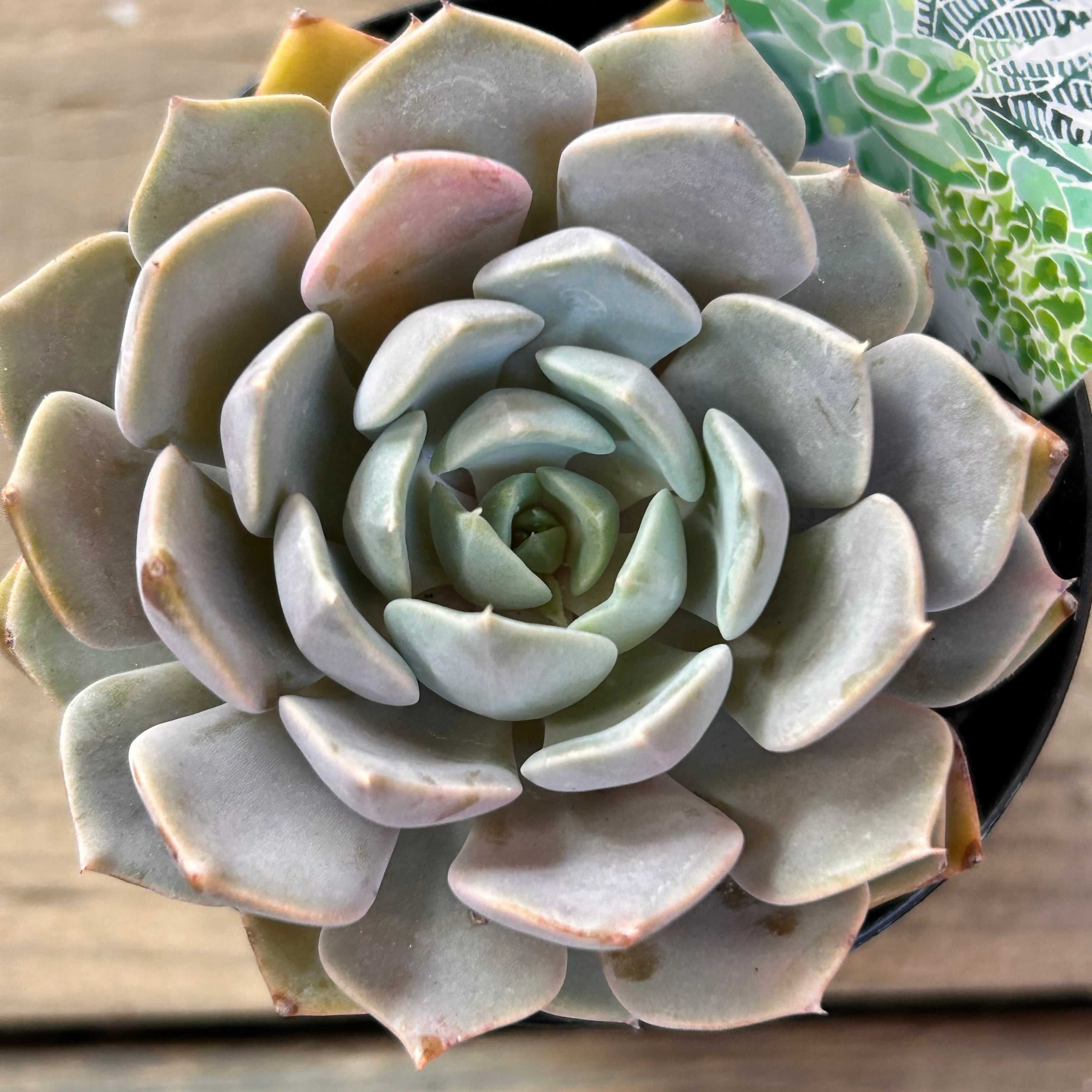 カロライナ | RuPo 多肉植物専門店