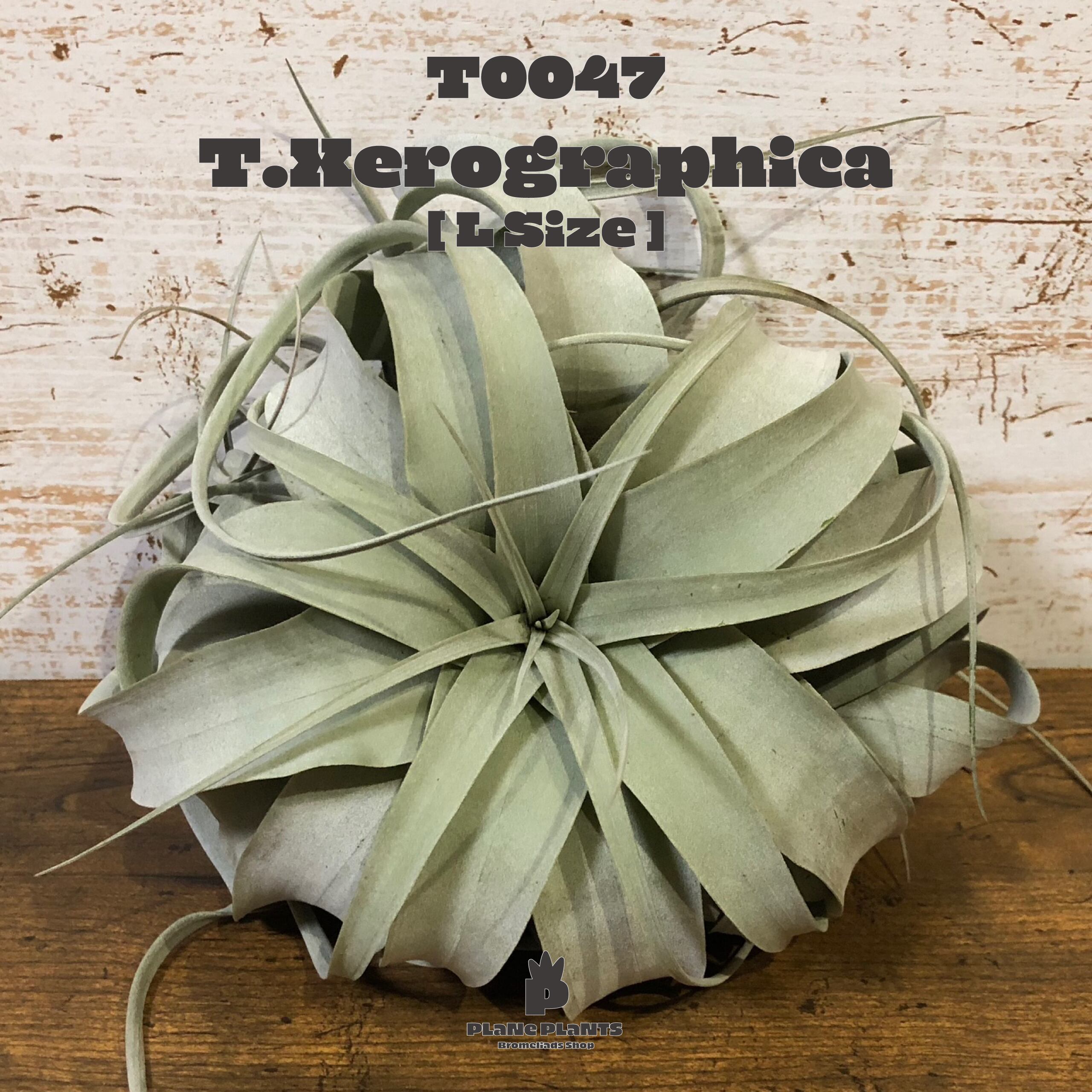 【送料無料】キセログラフィカL〔エアプランツ〕現品発送T0047