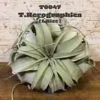 【送料無料】キセログラフィカL〔エアプランツ〕現品発送T0047