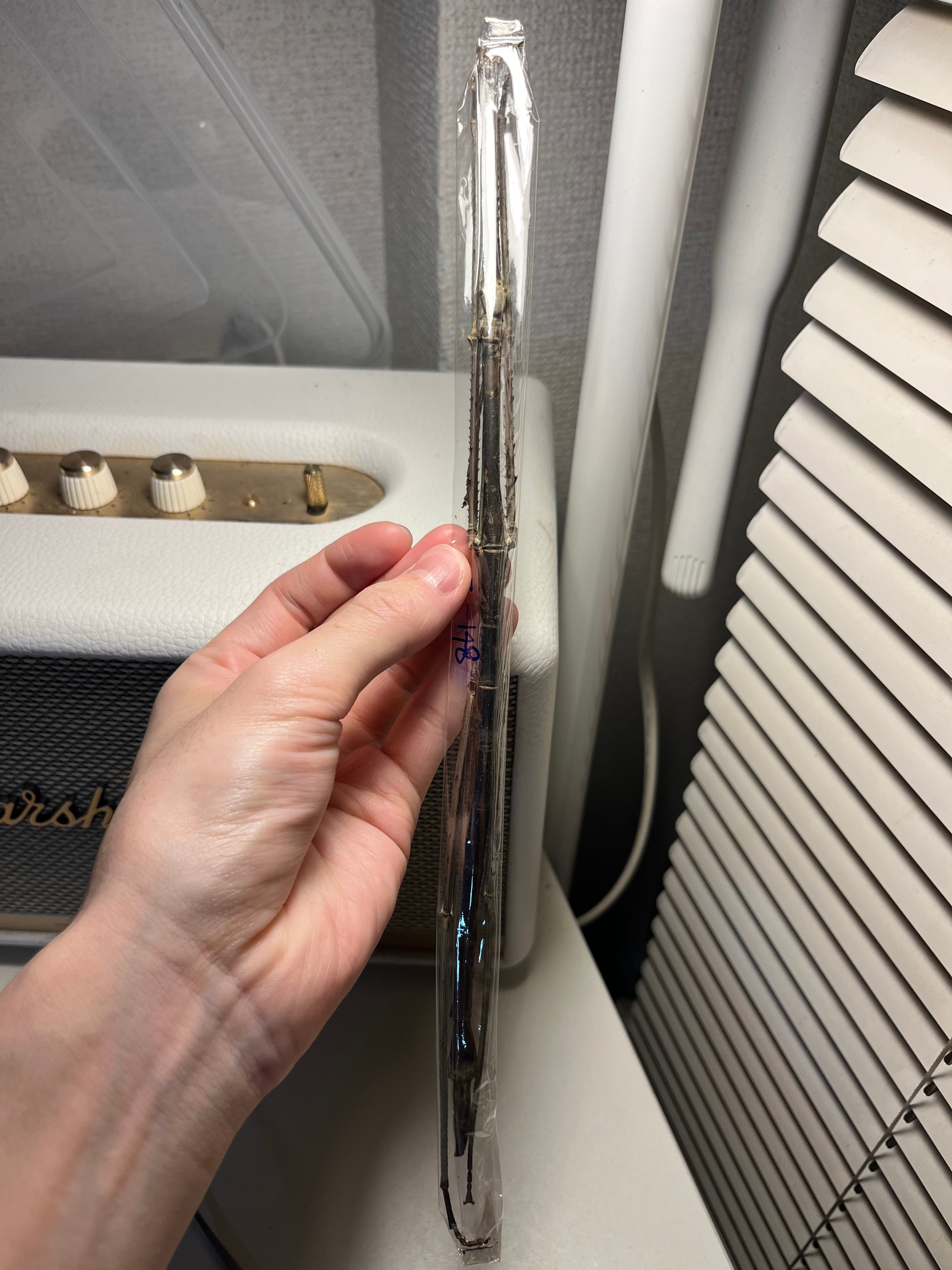 乾燥珍々】シロアリの女王標本 超巨大 液浸標本 昆虫標本 パラポネラ