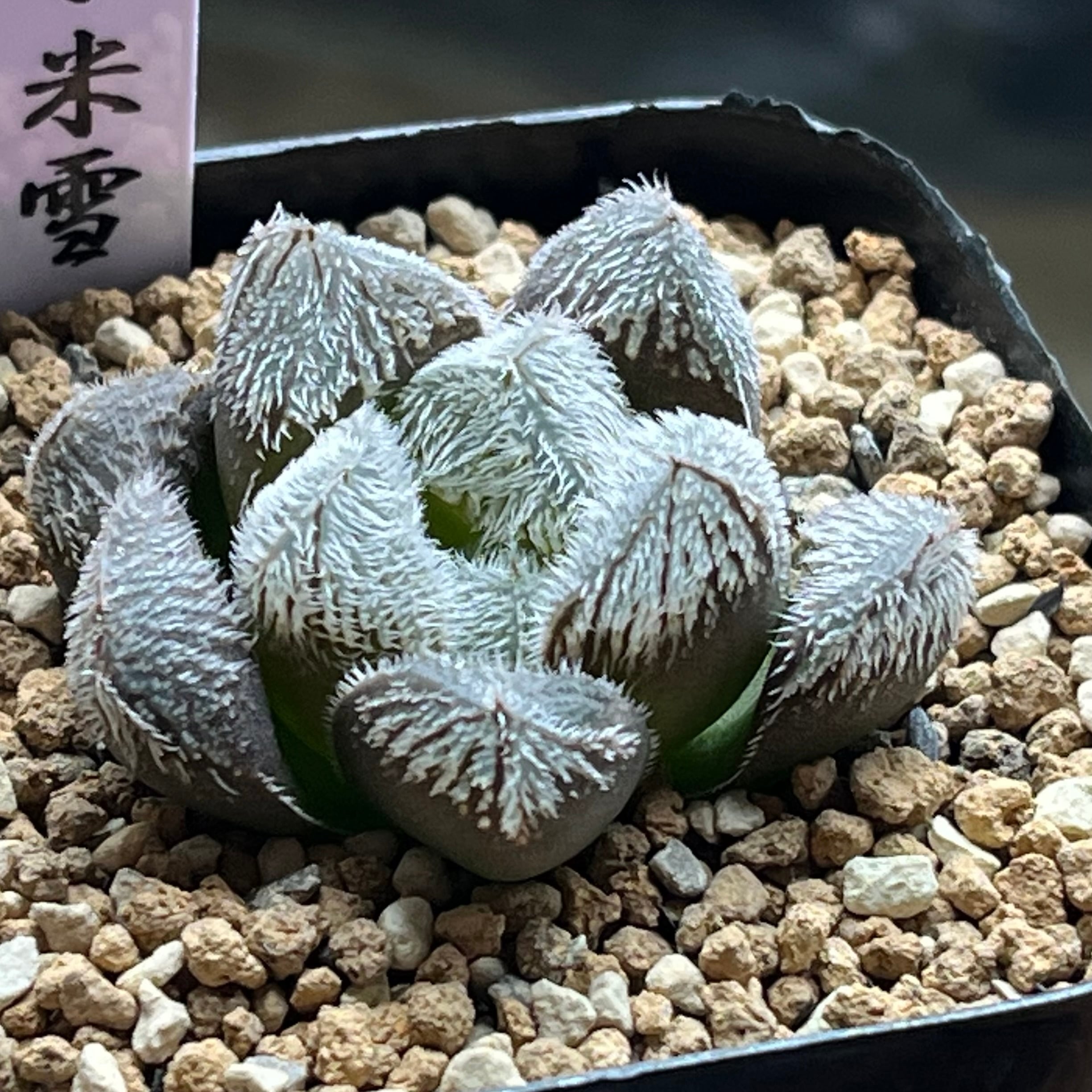 ベヌスタ系 | mocono_plants
