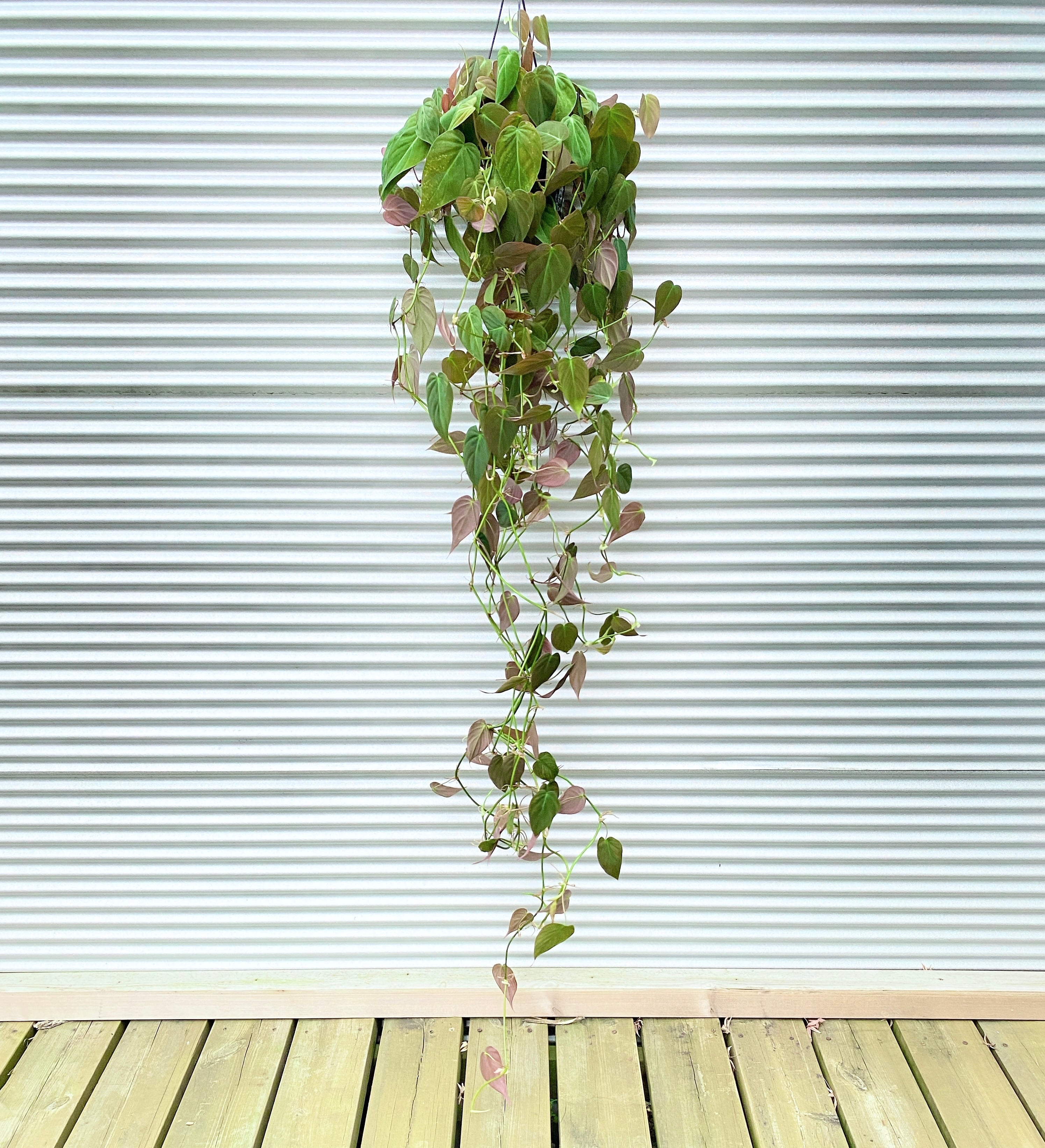 超絶希少❗️美斑❗️サイズ大❗️フィロデンドロン　ビレッティア　斑入り✨ フィロデンドロン・ビレッティア 斑入り 3号サイズ TC株 順化済み