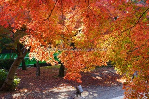 紅葉が美しい和風庭園の秋の風景