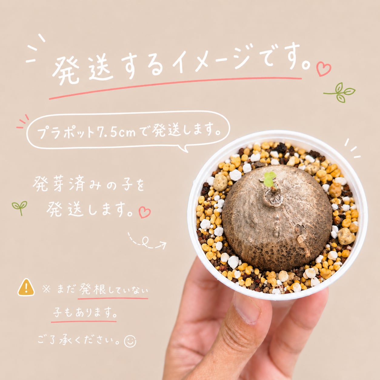 ♡プラポット発送♡〚 大株♡ステファニア エレクタ 〛Stephania