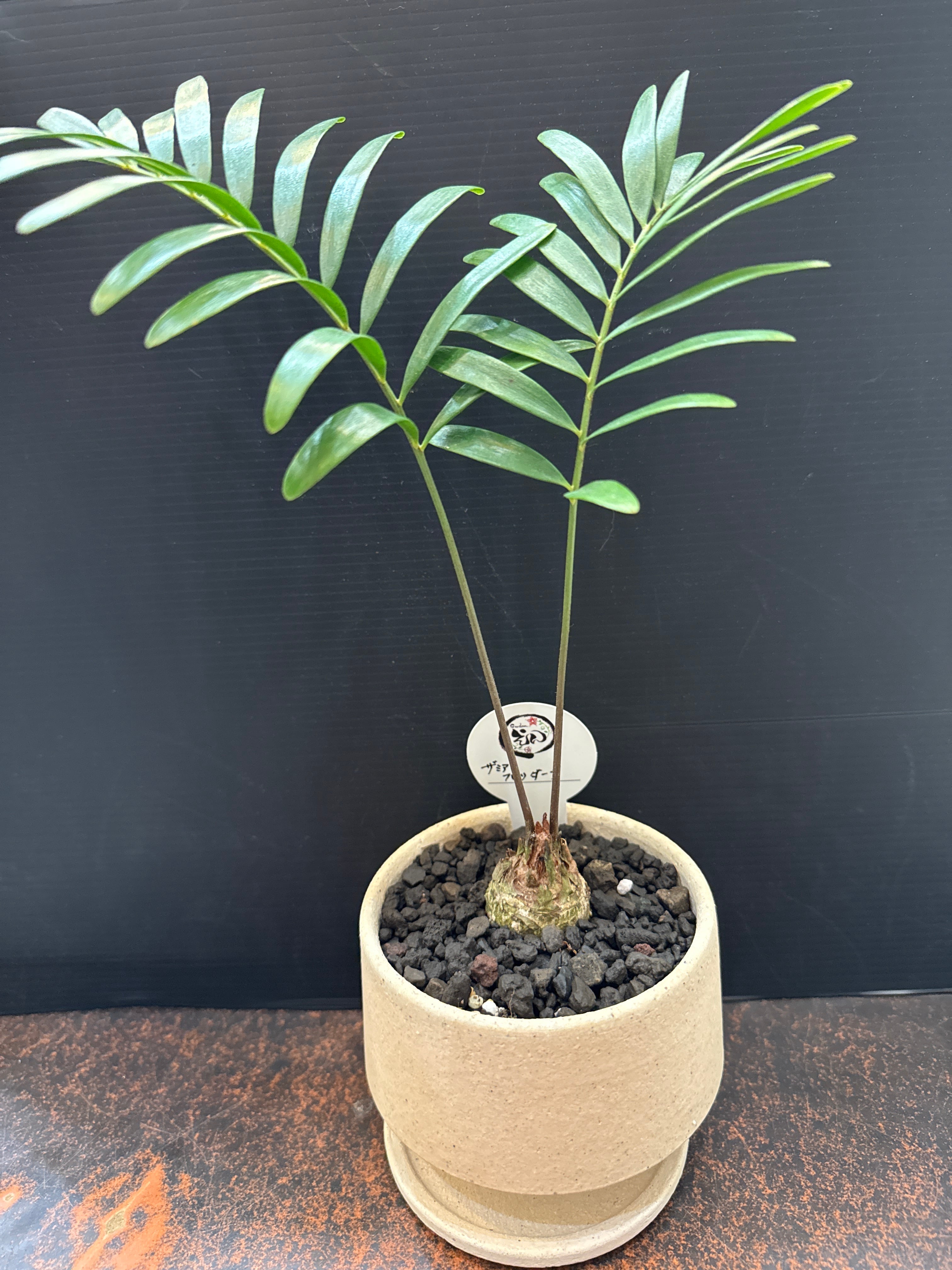 鉢植えセット］ ザミア フロリダーナ | Gardenえん 【観葉熱帯植物】