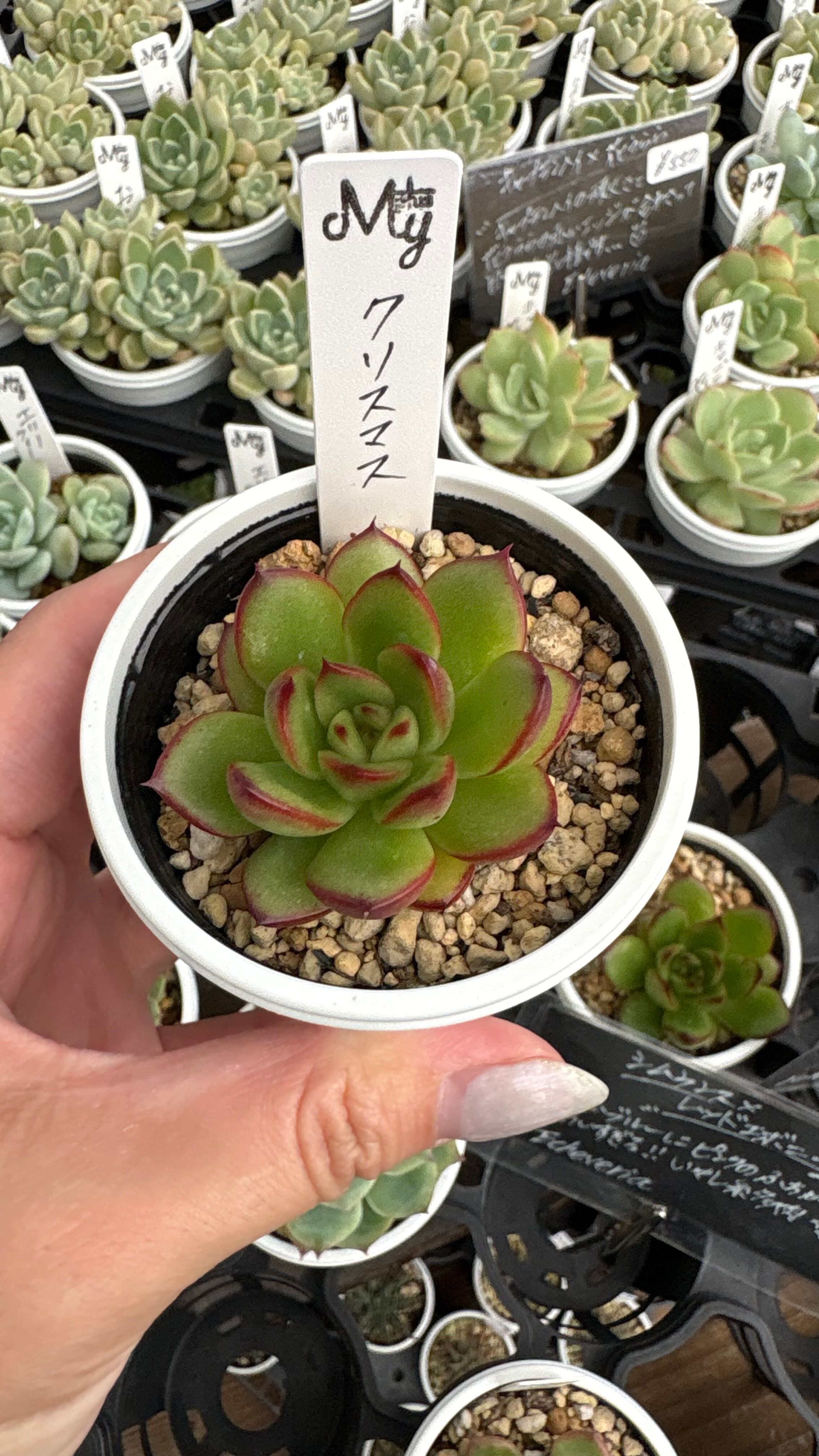 ポルックス 多肉植物 エケベリア 安心の生産ポットそのまま販売（8個