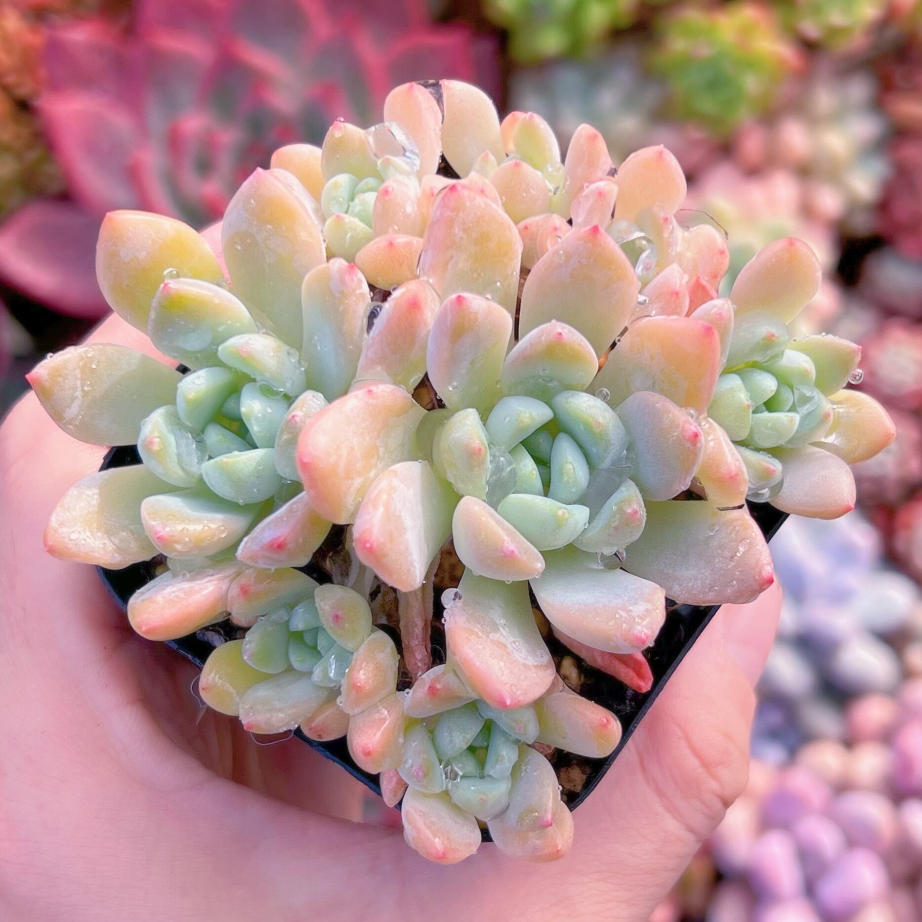 現品　阮玲玉#601    古株   るる農園