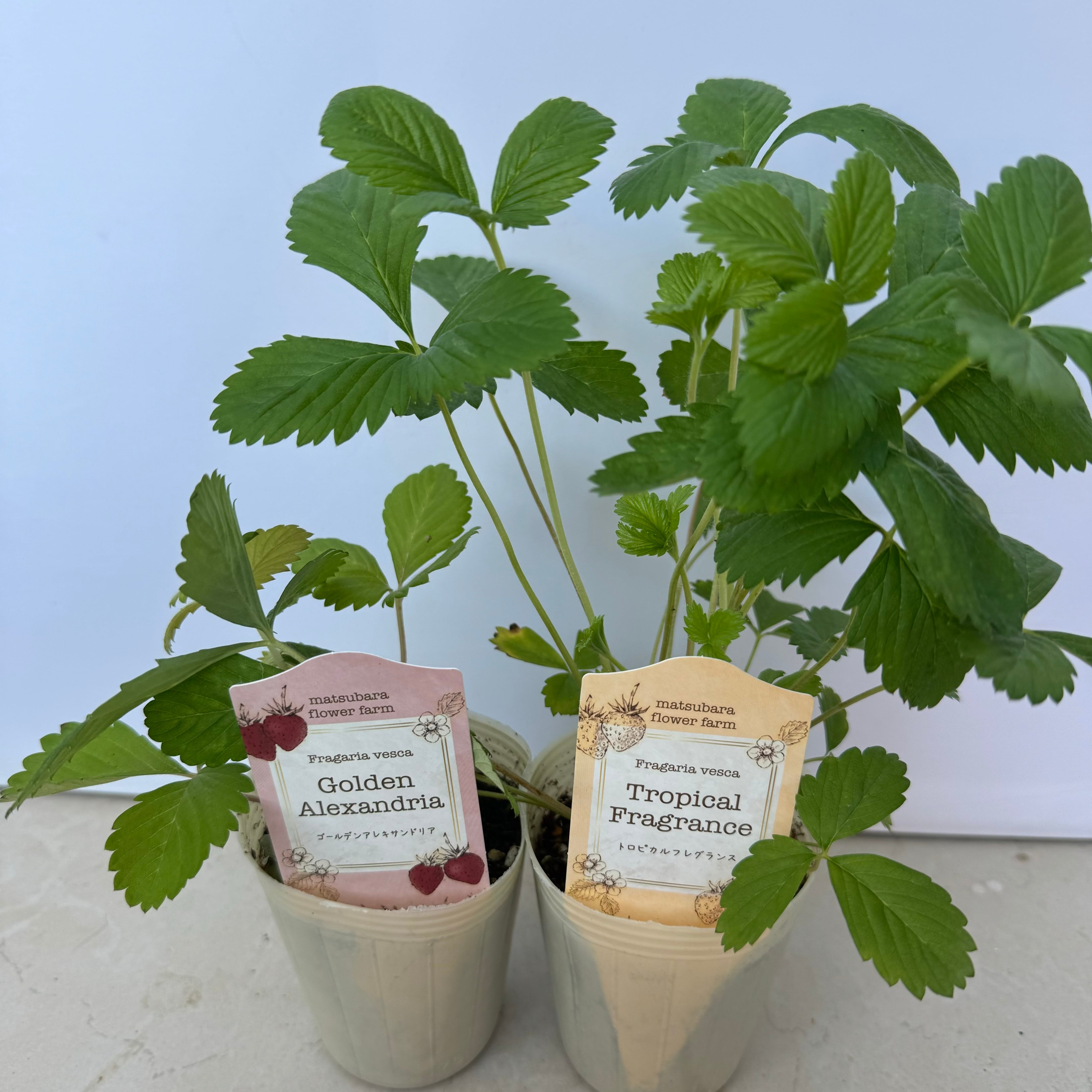 ワイルドストロベリー：「トロビカルアロマ（白実いちご
