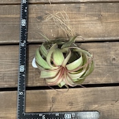 チランジア エリックノブロック【265】