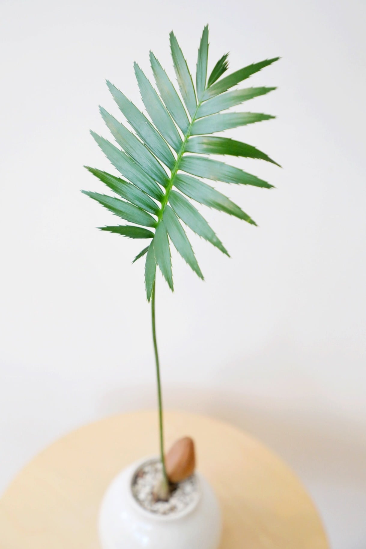 M】ディオーン スピヌローサム/Dioon spinulosum | 【厳選植物・器