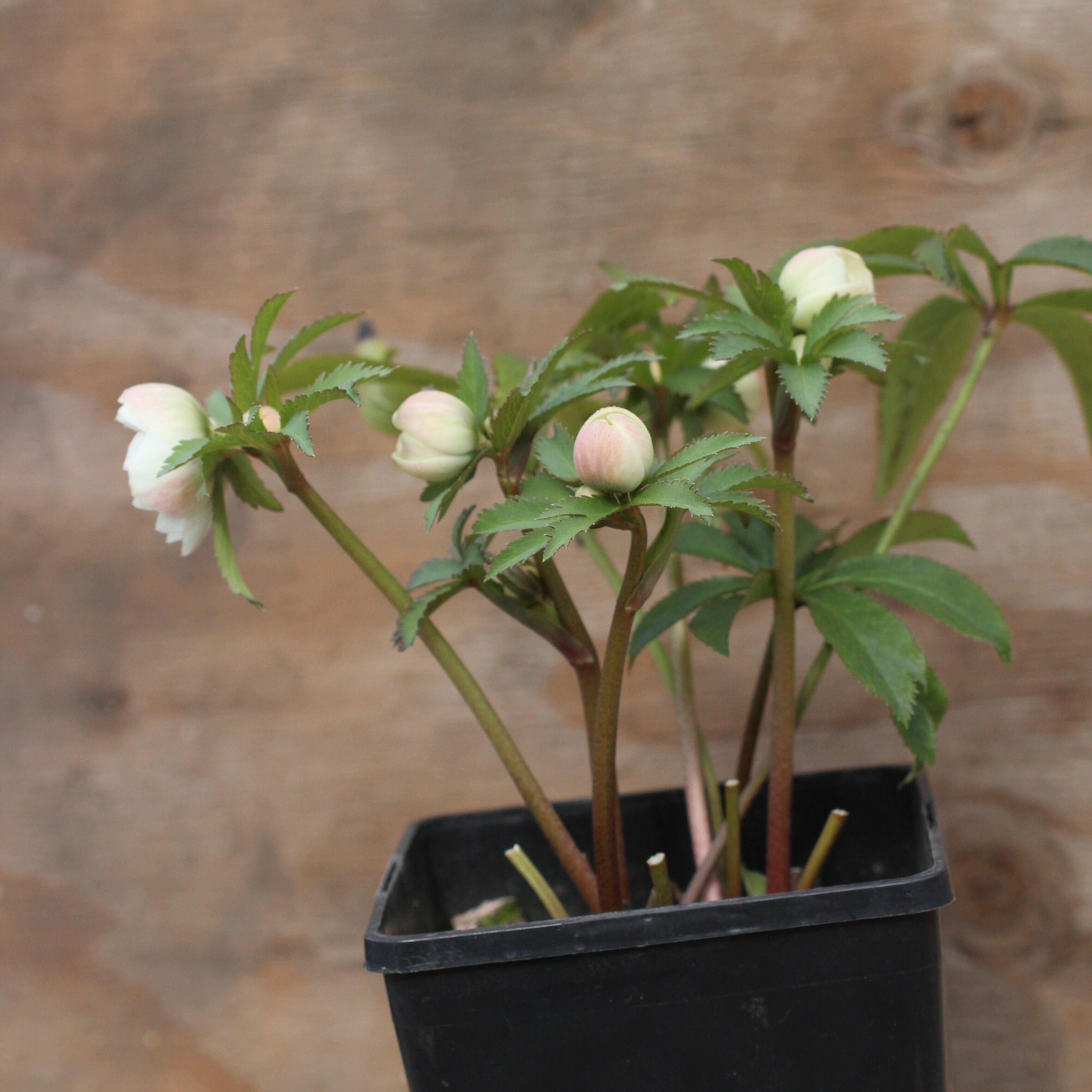 WS26-055 クリスマスローズ ウィンターシンフォニー 静ダブル