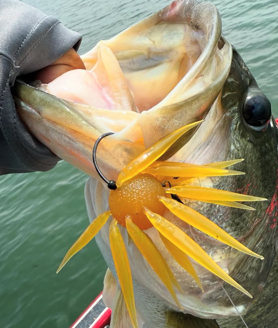 DRT　ポリス　2個セット　新品 お一人様2個まで！】DRT/ポリス - HONEYSPOT