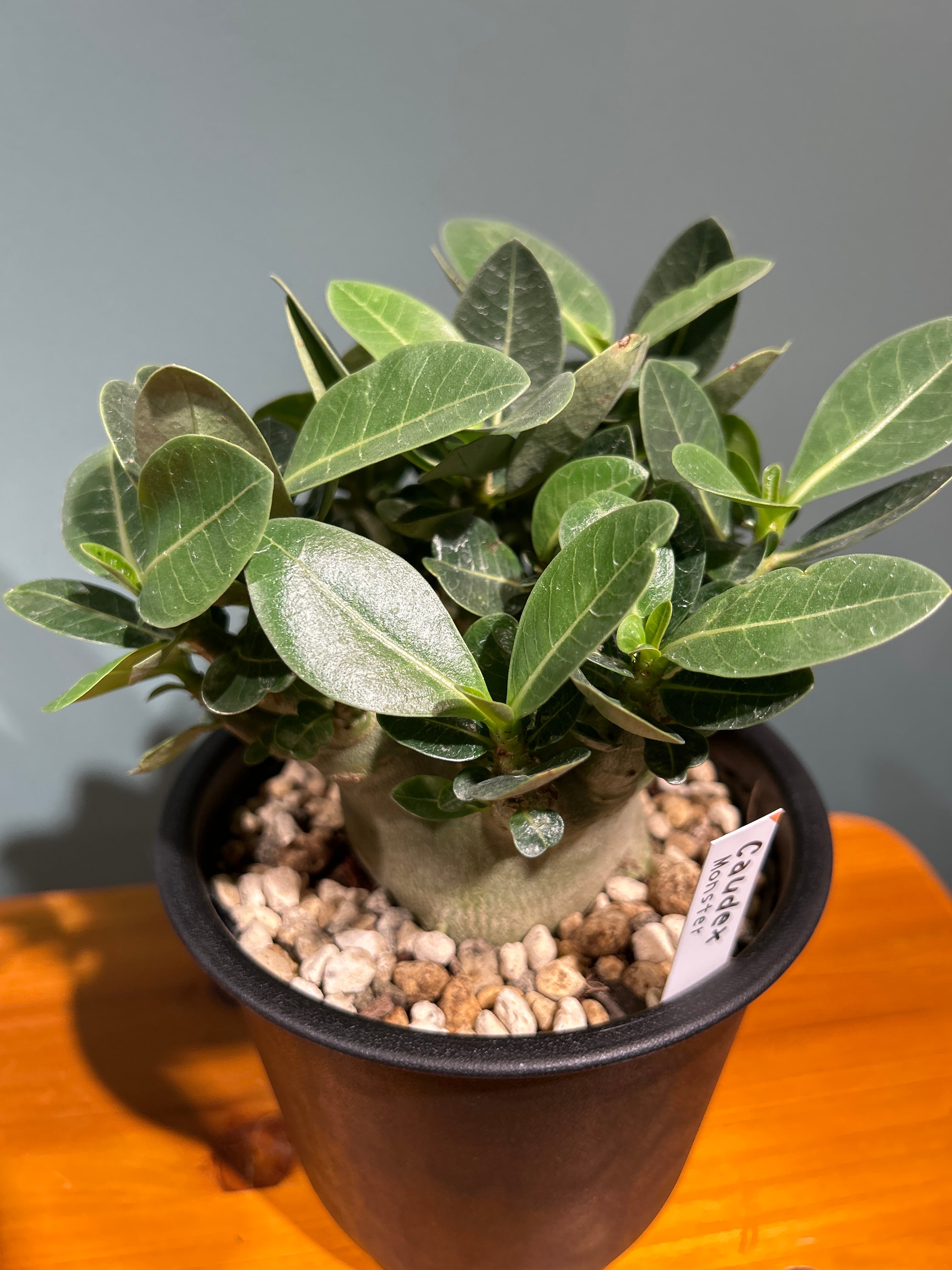 アデニウム モンスター5号 | 植物との暮らし apricot