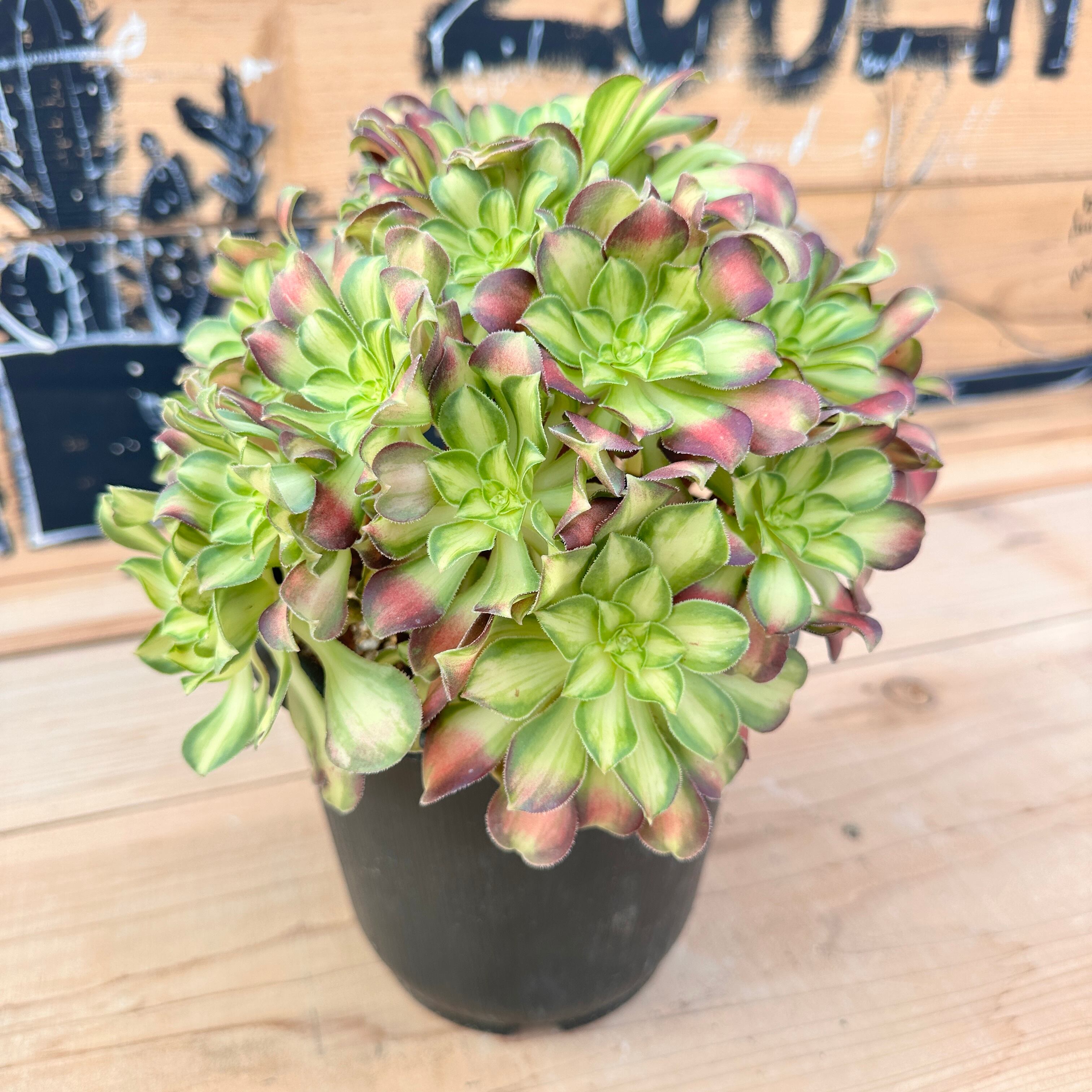 エレガンスXヒアリナ【現品】20 | TOMOZOUEN