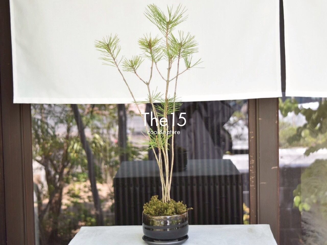 【管理しやすい◎】赤松の盆栽(小)