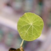 Stephania kaweesakii│ステファニア カウィーサキー②│観葉植物