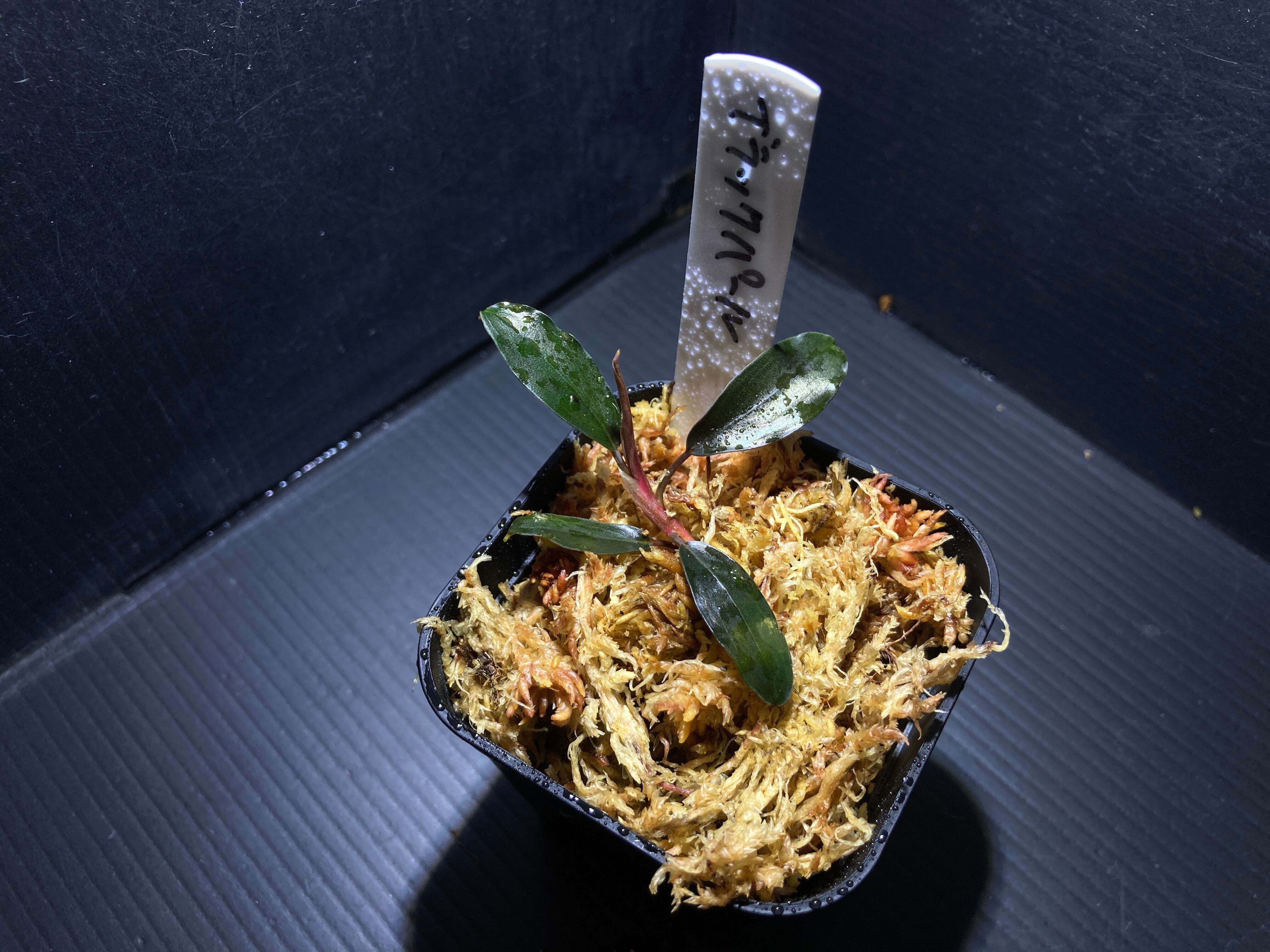 ブセファランドラ | AquaFocus