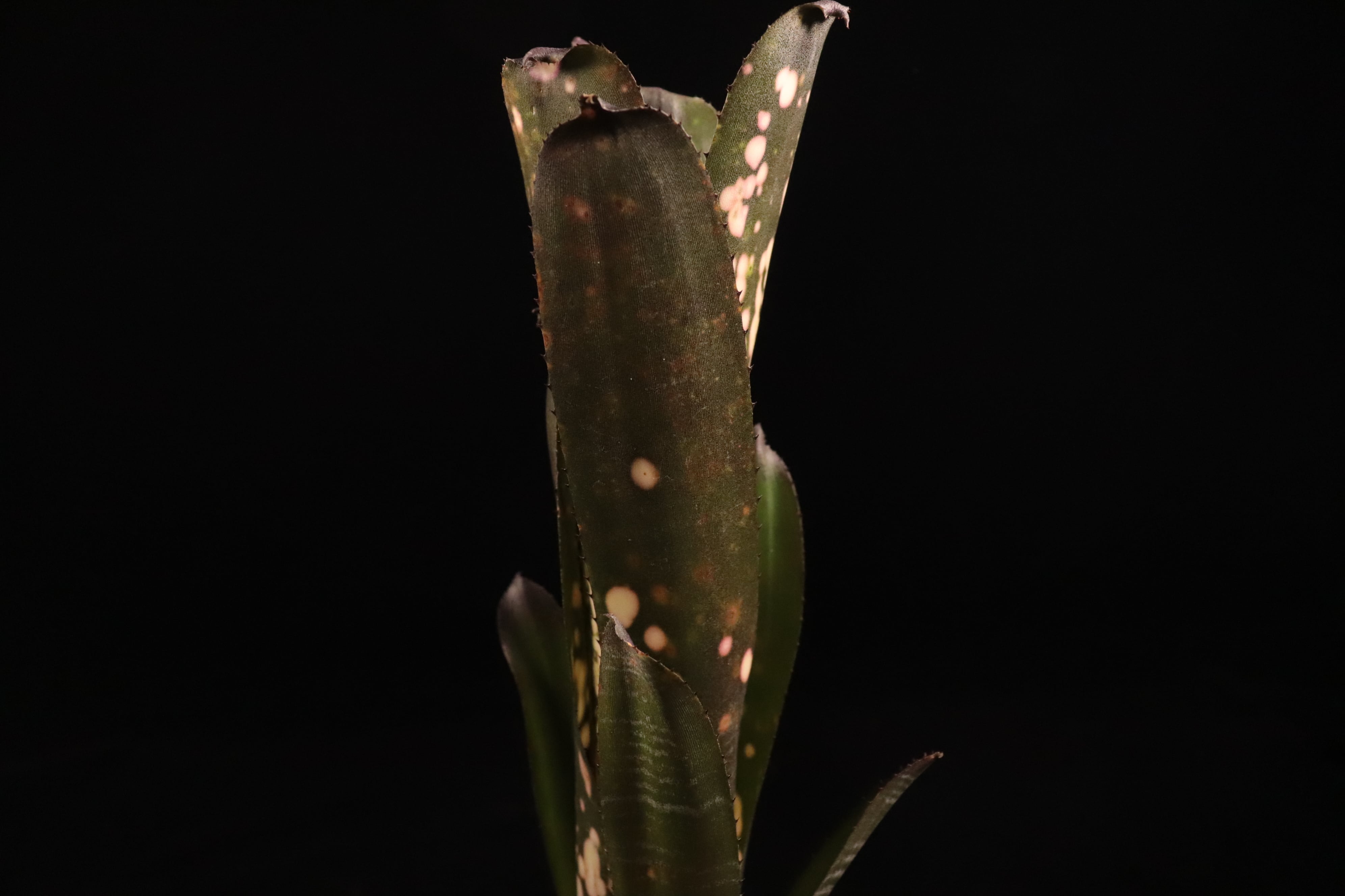 ブロメリア・エアープランツ Billbergia Kolan Candy Cup Billbergia 'Kolan Candy Cup'〔ビルベルギア〕B339 | plane plants