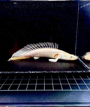 ポリプテルス ラプラディ・ショートボディー❶