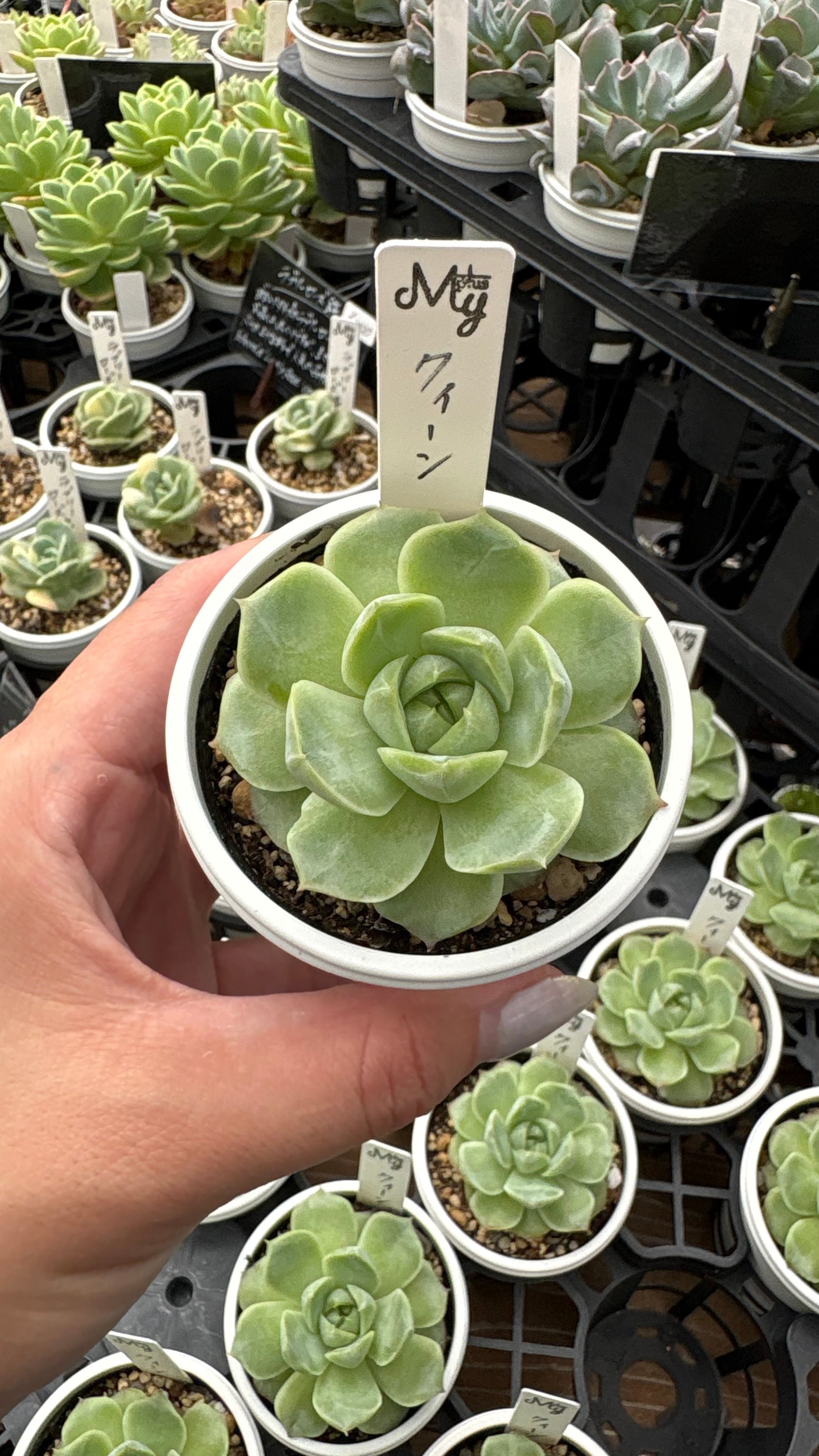 パキポディウム グラキリス 現地球 ベアルート (発根済み) 塊根植物