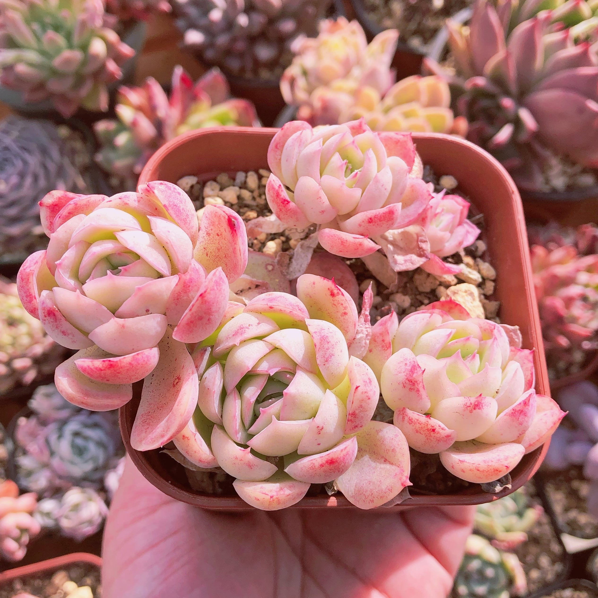 多肉植物 ピンク月影 群生 抜き苗 | るる農園~多肉植物専門