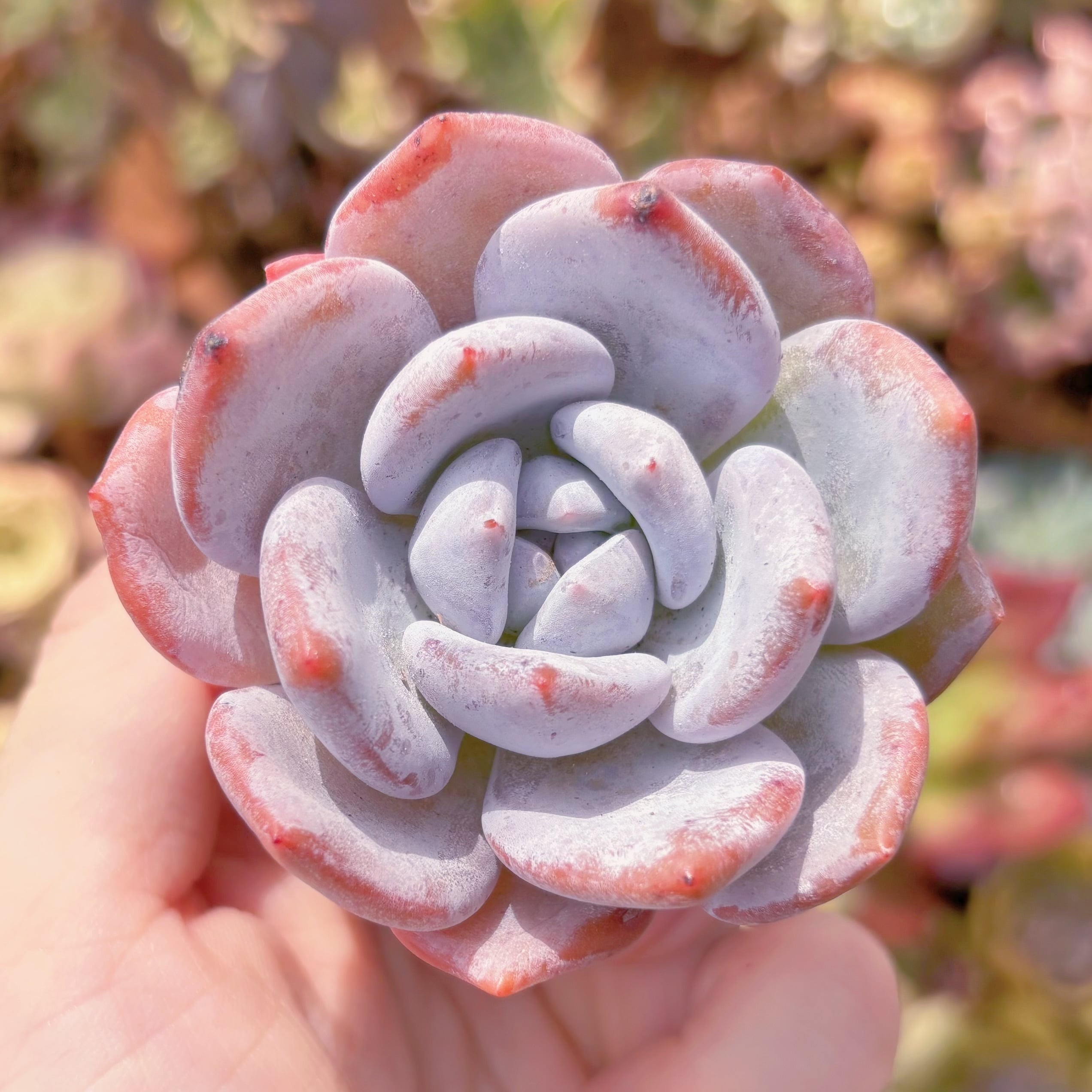 多肉植物　ミルクティー　新入荷　るる農園