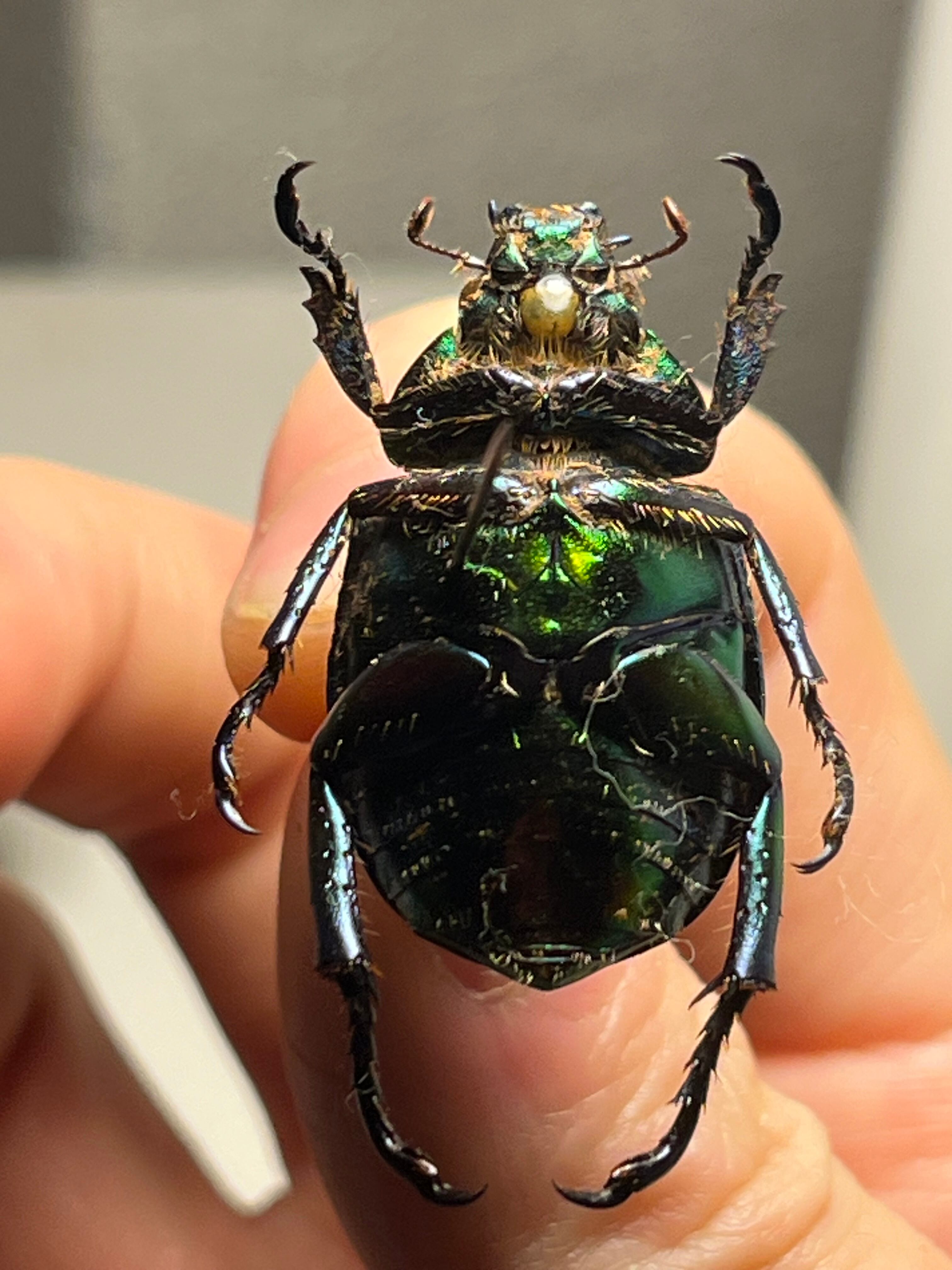 32mm】アシナガミドリツヤツヤコガネ 昆虫標本 プラチナコガネ