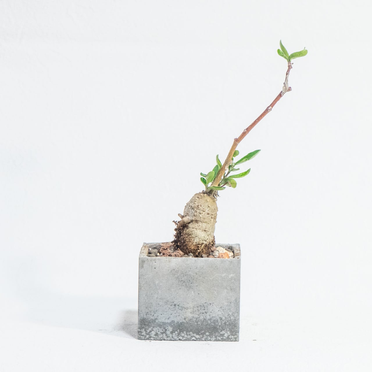 フォッケア・火星人|塊根の造形と軽やかに伸びる枝葉が魅力の手のひらサイズ【モルタル鉢仕立て】