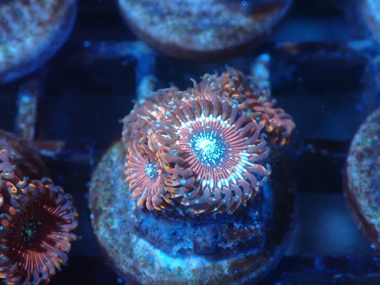 Majician From Makassar 20