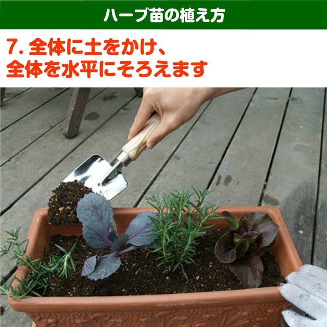 野菜 苗 カステルフランコ ハーブティー 栽培キット 寄せ植え 鉢植え タイム 乾燥 ドライハーブ セット 室内 プランター 種 ラベンダー 苗木 花苗 観葉植物 ハーブガーデン ハーブミックス ハーブの土 かわいい ハーブ苗のポタジェガーデン 本店