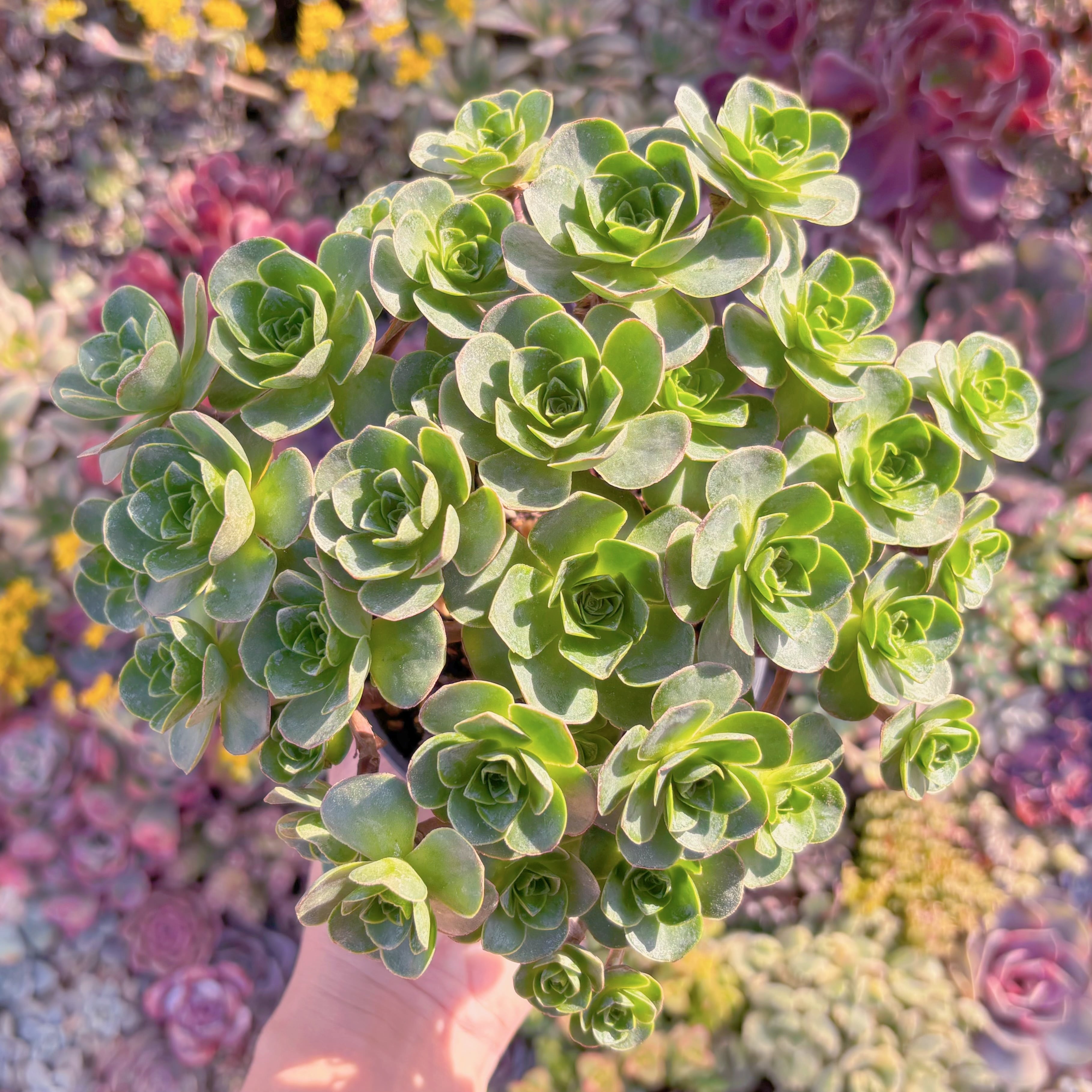 多肉植物　Greenovia樹花ローズ(じゅかローズ)　群生　新入荷　るる農園