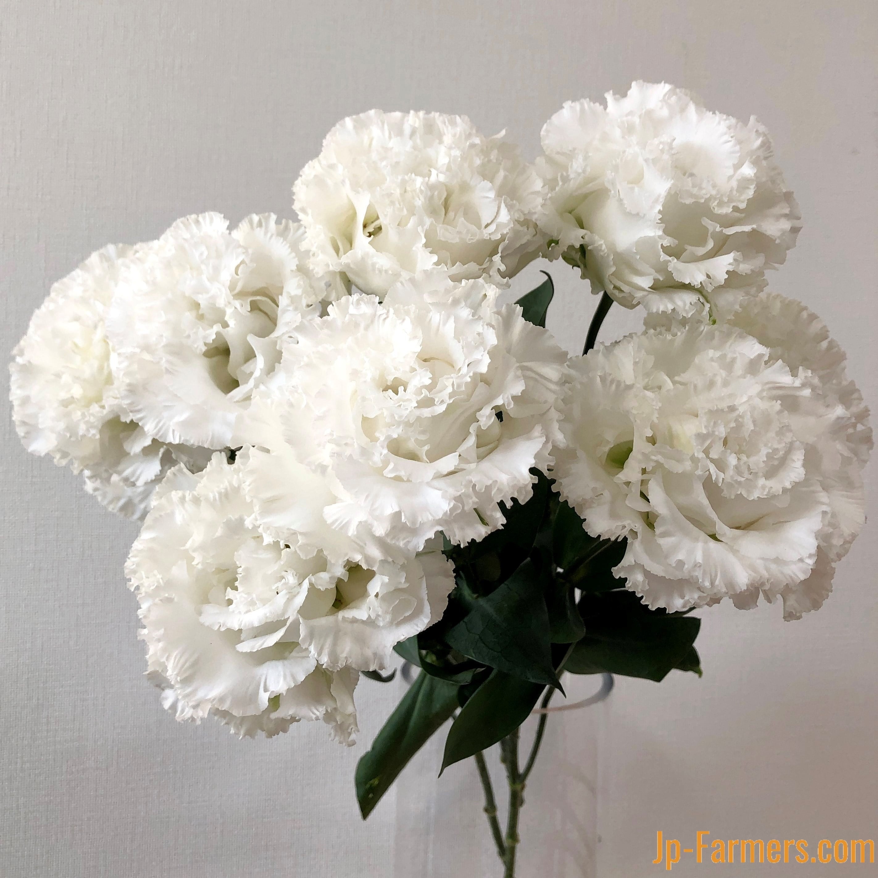 トルコキキョウ 大輪白色（品種おまかせ） | 新鮮お花問屋 Jp-Farmers.com