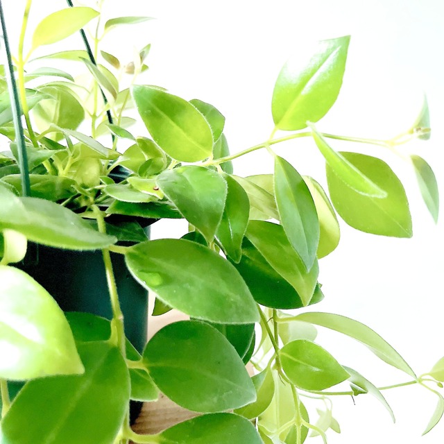 エスキナンサス モナリザ 観葉植物 calm cafe