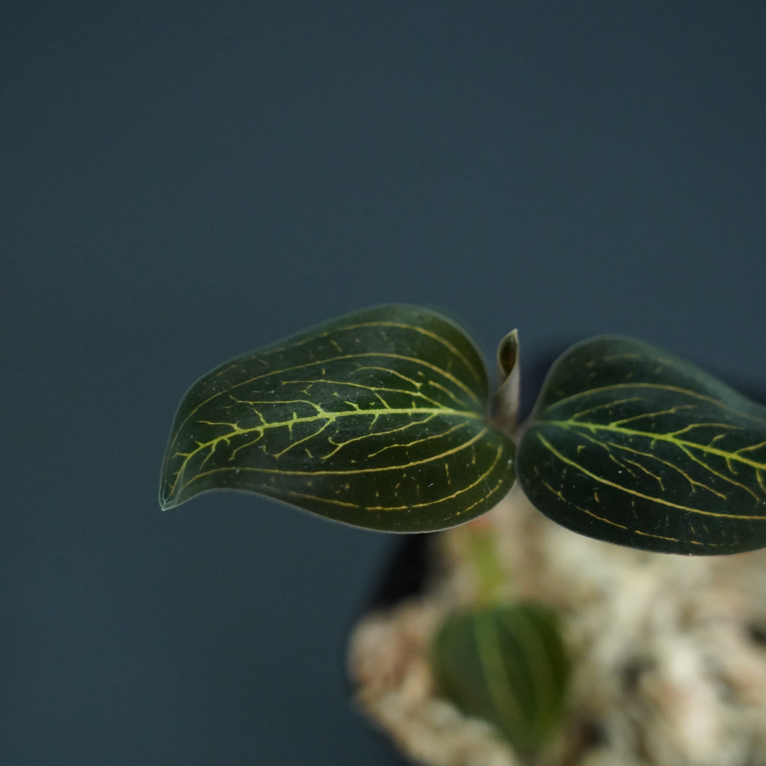 ◆現品◆Lus.dis 'SalmonSandStone'×Anct.reinwardtii【ジュエルオーキッド宝石蘭/TheGAKI】#628