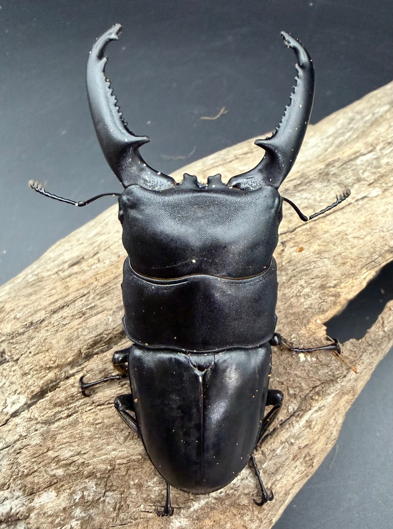 【WD】《パラワンオオヒラタ ガントン産 90mm ペア》