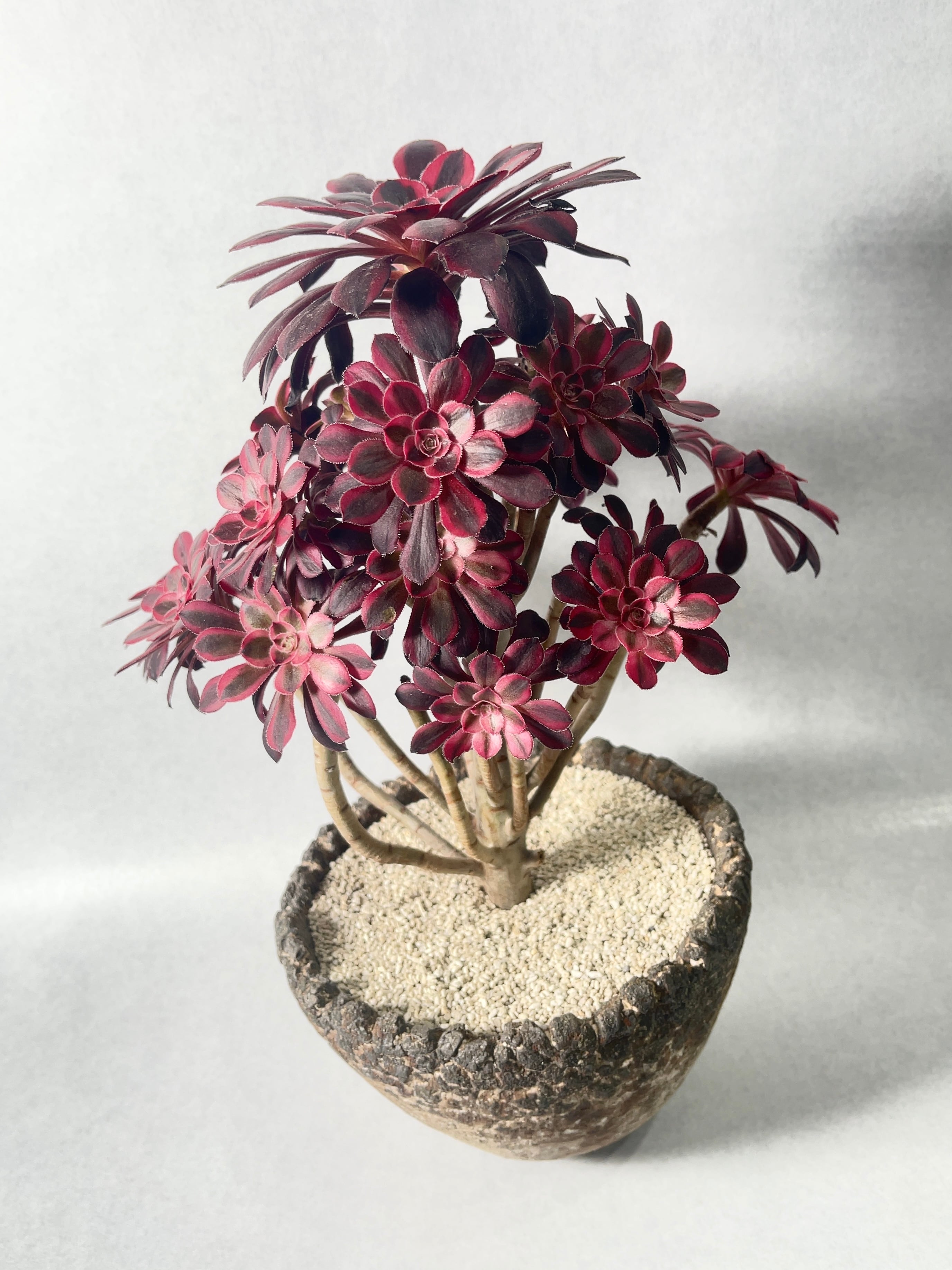 アエオニウム・シャネル | trigger