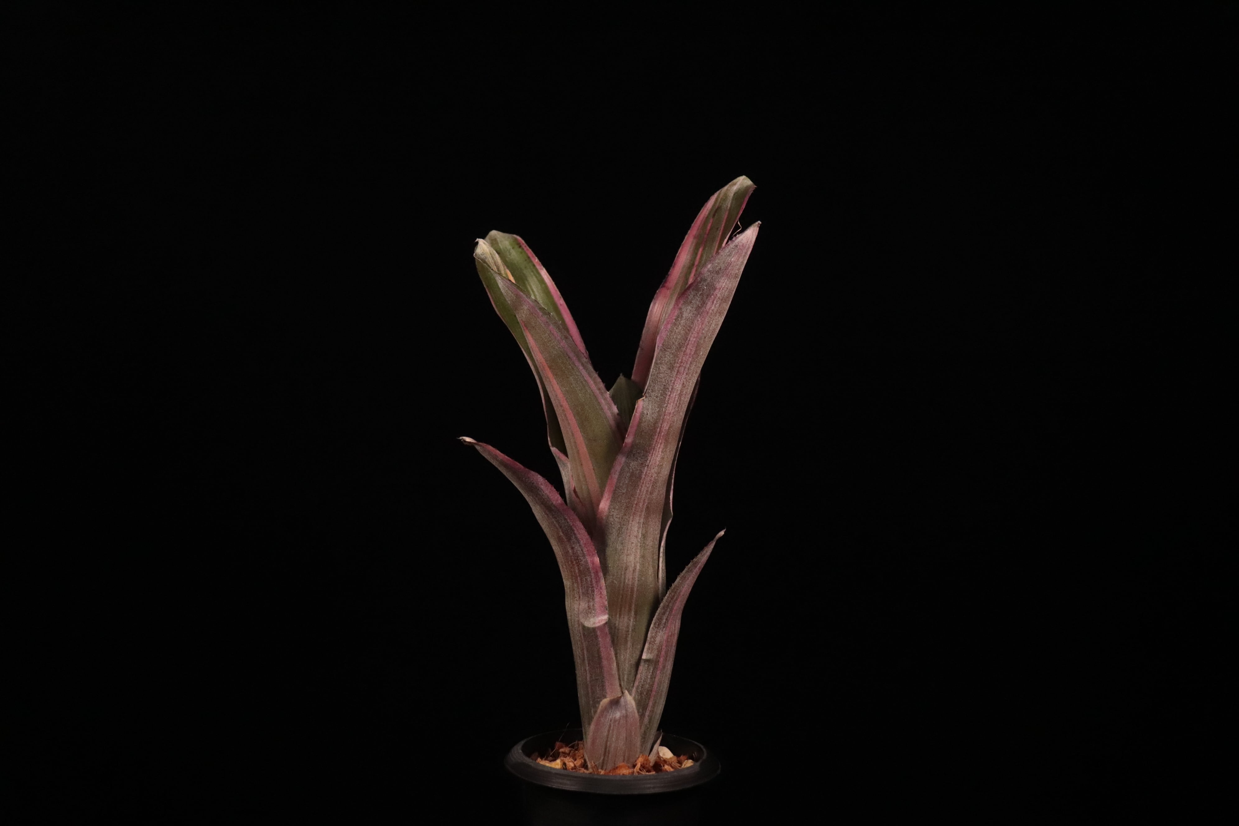 Billbergia 'Dorothy Berg'〔ビルベルギア〕B0279 2108417cfa909a302634b637c5f661