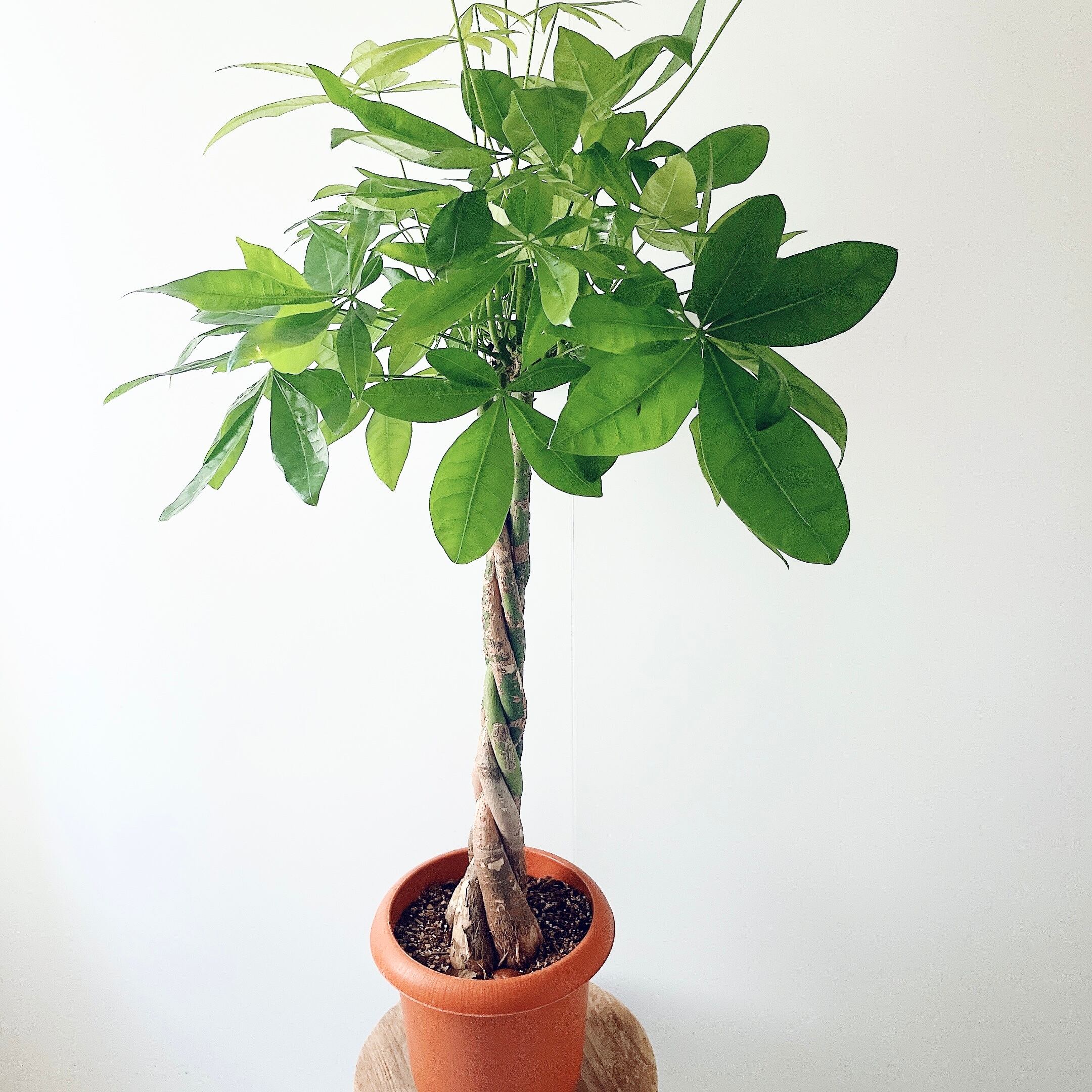 幹太エバーフレッシュ 鉢セット 幹極太 エバーフレッシュ 盆栽仕立て