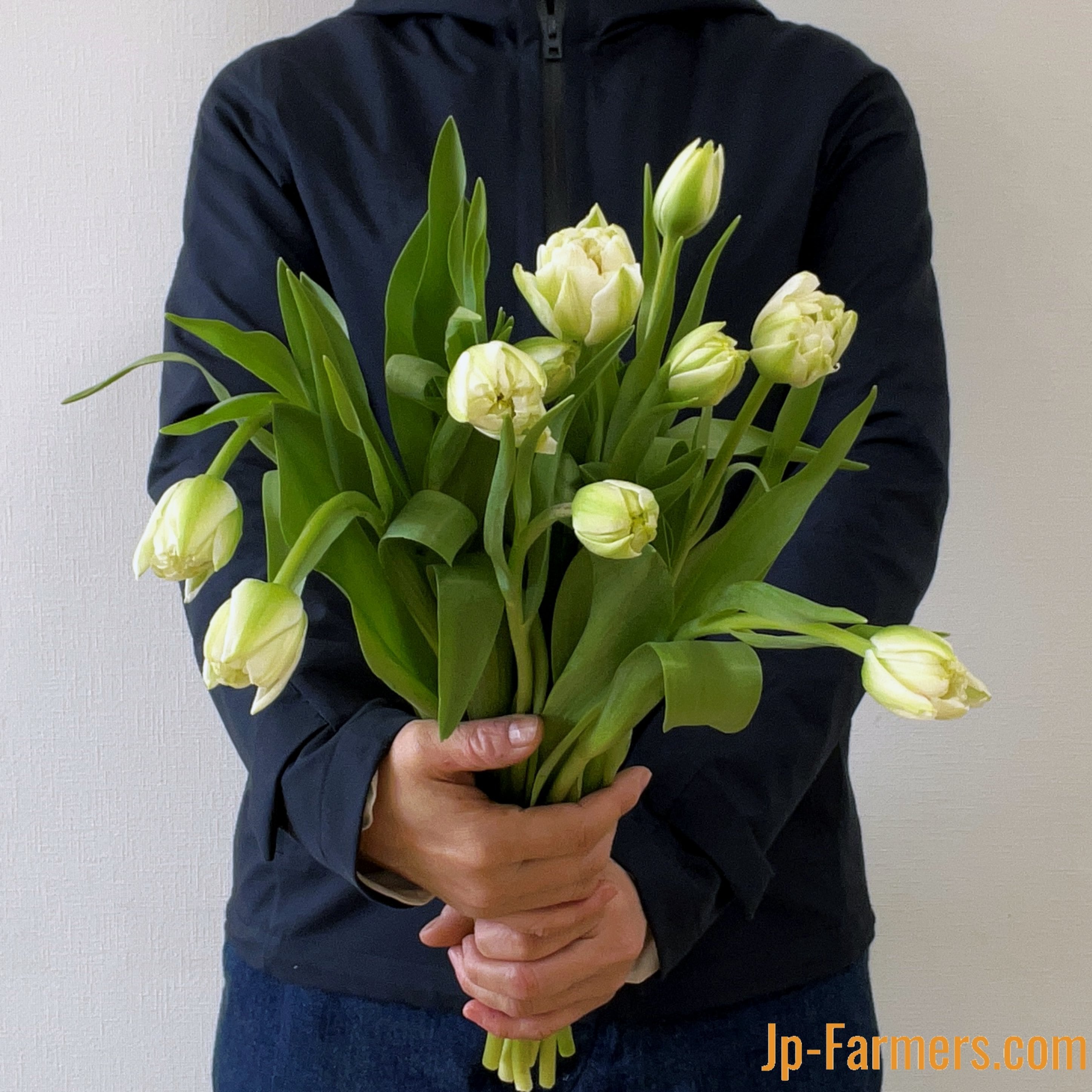 チューリップフェア】八重咲きチューリップ 白『ノースキャップ』 10本